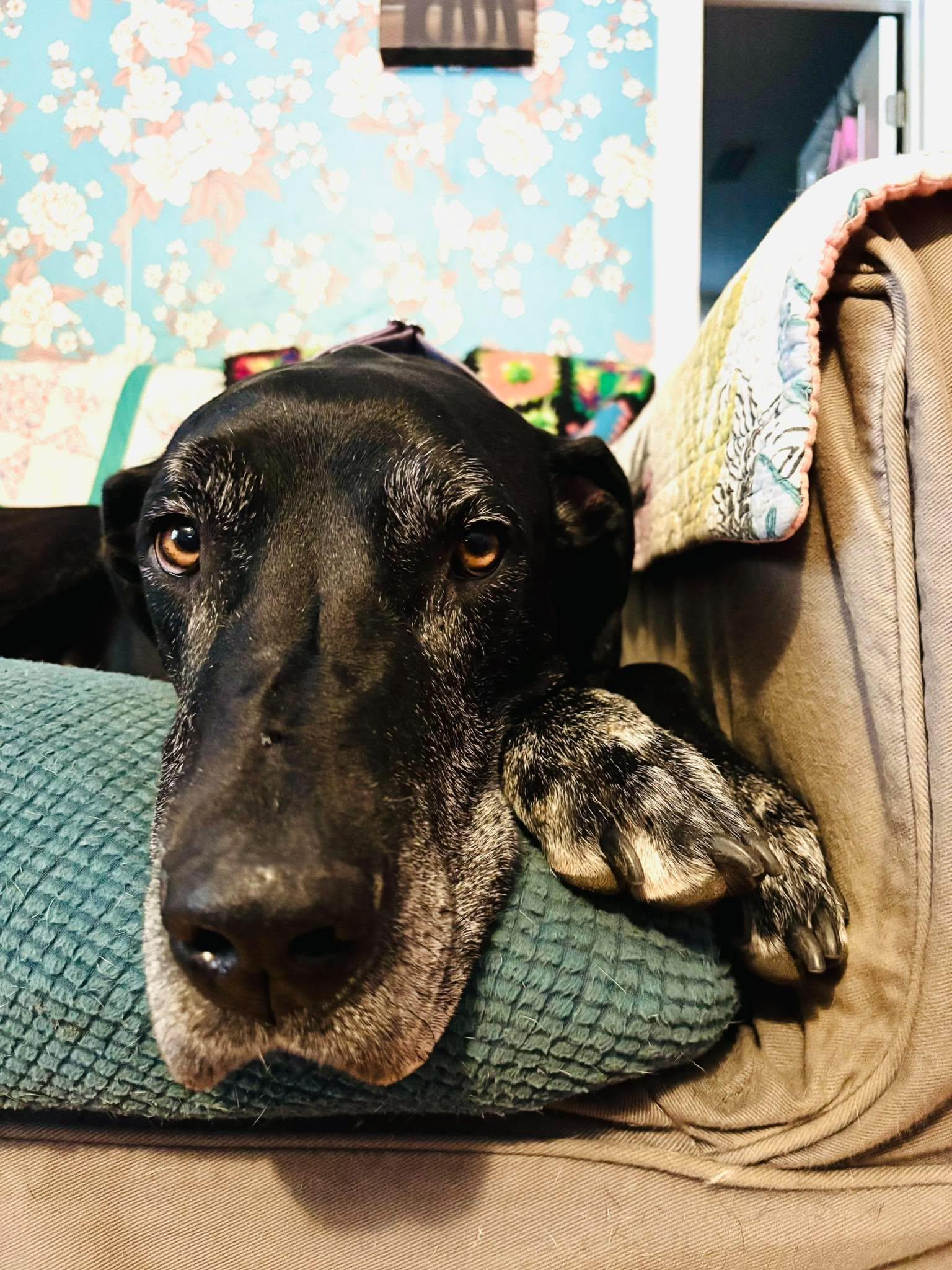 Enlarge Thor, a Adoptable Great Dane in Pensacola, FL image 3/4