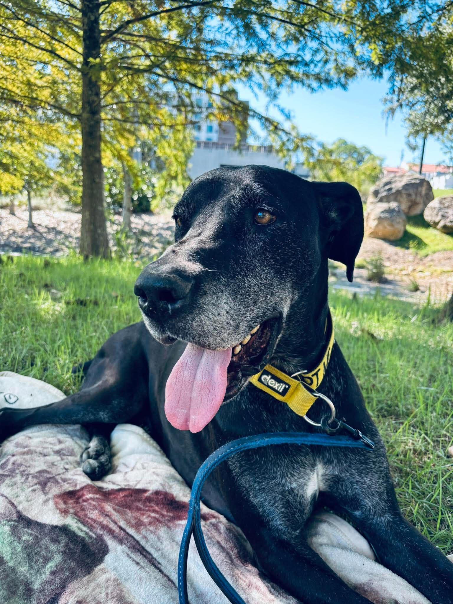 Enlarge Thor, a Adoptable Great Dane in Pensacola, FL image 1/4