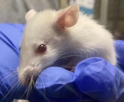 Enlarge Jazzercise, a Adoptable Rat in Boulder, CO image 1/1