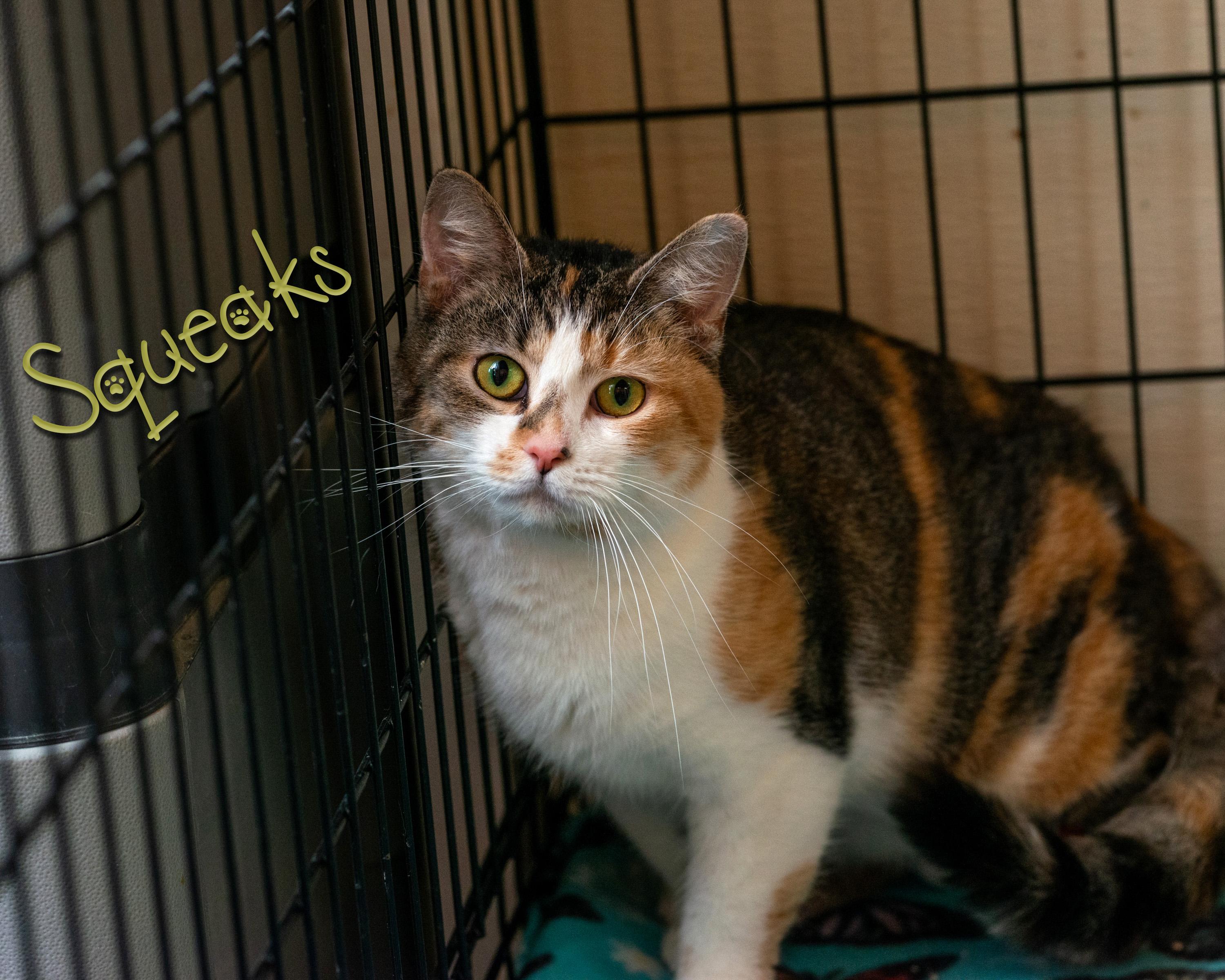 Enlarge Squeaks, a Adoptable Domestic Short Hair in Somerset, PA image 1/1