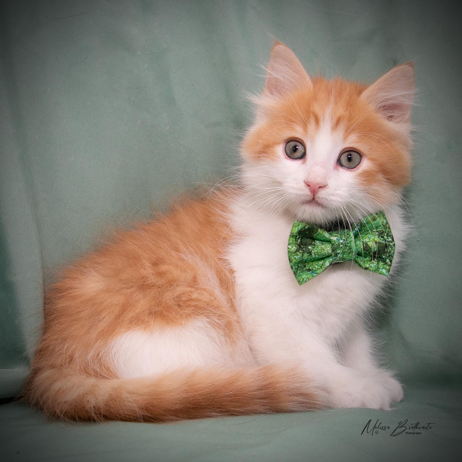 Enlarge Garfield, an adopted Domestic Medium Hair in Calgary, AB image 4/4
