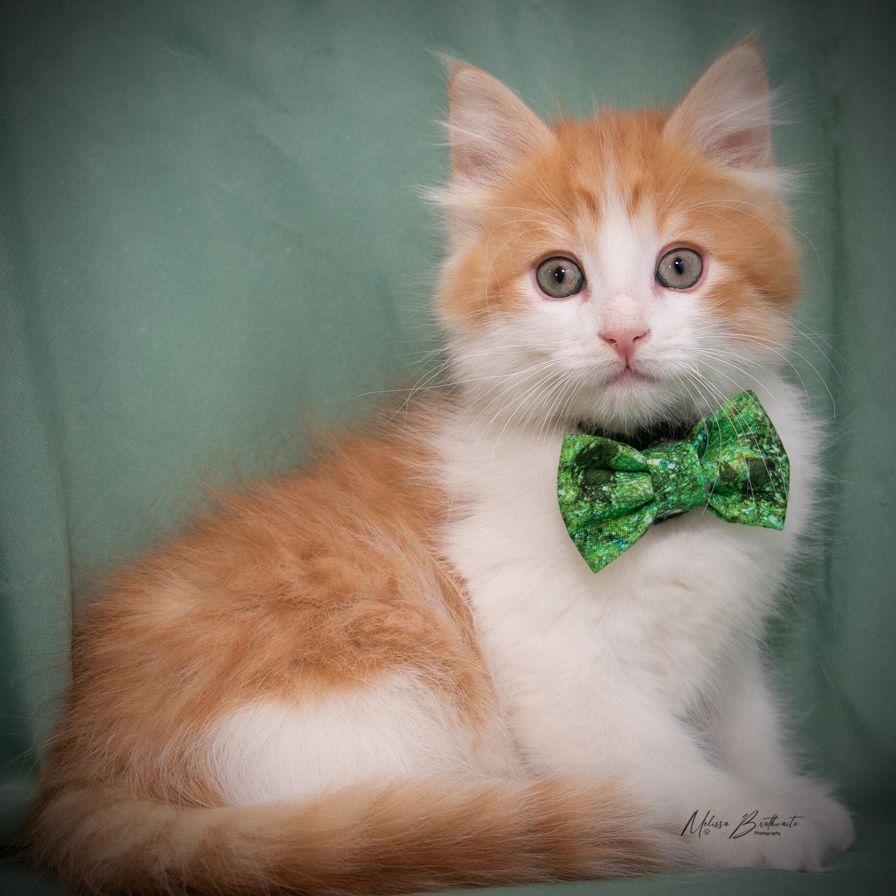 Enlarge Garfield, an adopted Domestic Medium Hair in Calgary, AB image 1/4