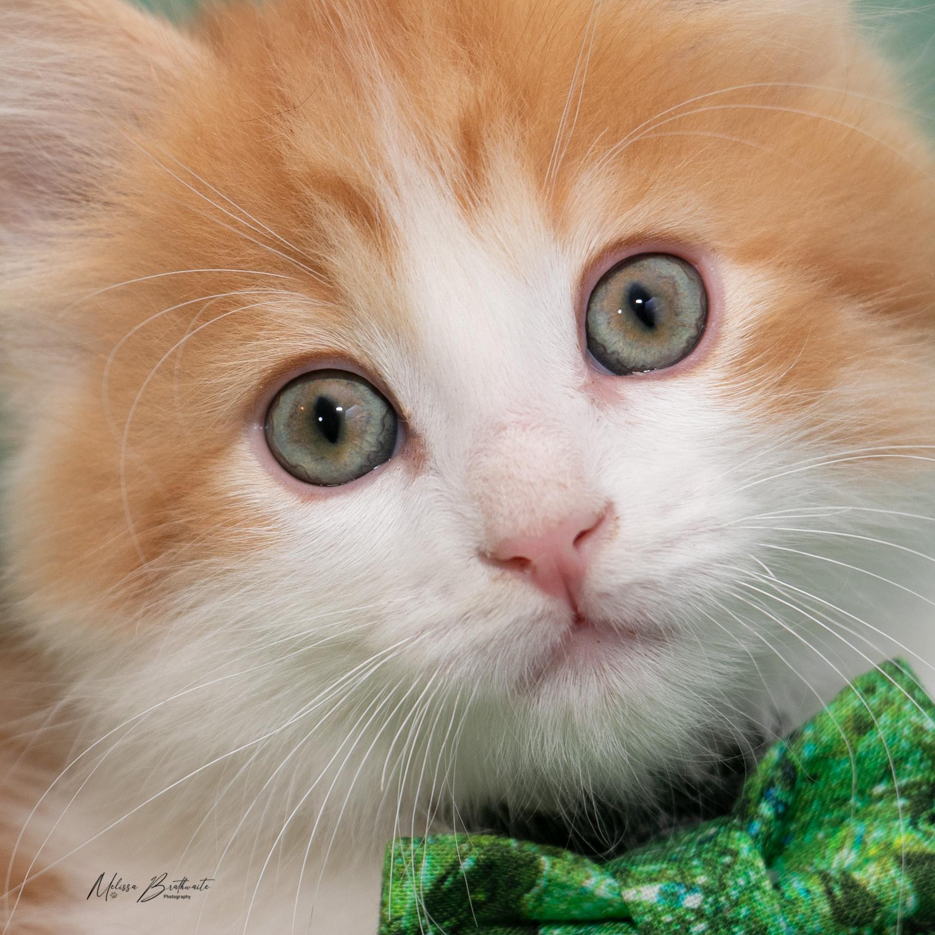 Enlarge Garfield, an adopted Domestic Medium Hair in Calgary, AB image 3/4