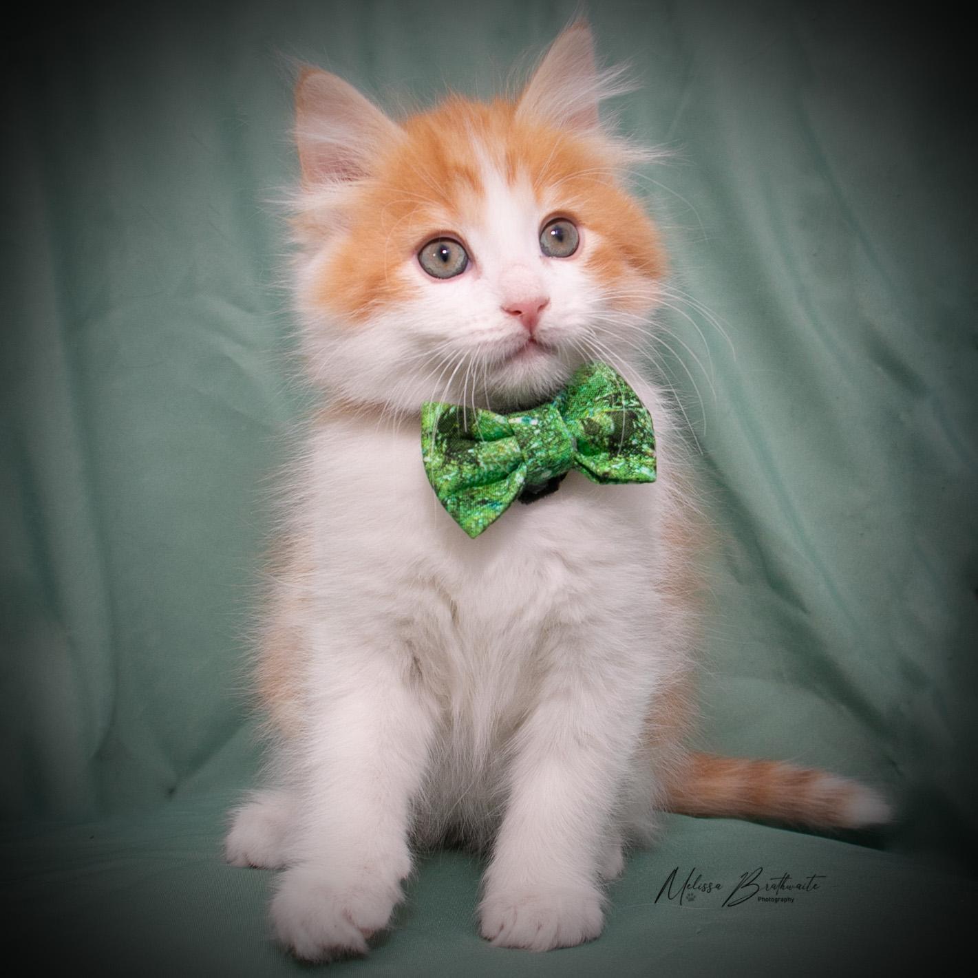 Enlarge Garfield, an adopted Domestic Medium Hair in Calgary, AB image 2/4