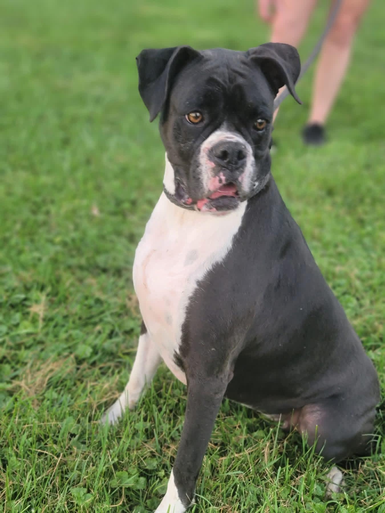Enlarge Lexi, a Adoptable Boxer in Fountaintown, IN image 3/4