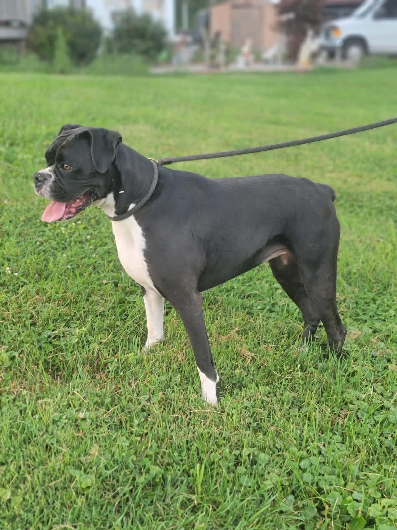 Enlarge Lexi, a Adoptable Boxer in Fountaintown, IN image 4/4