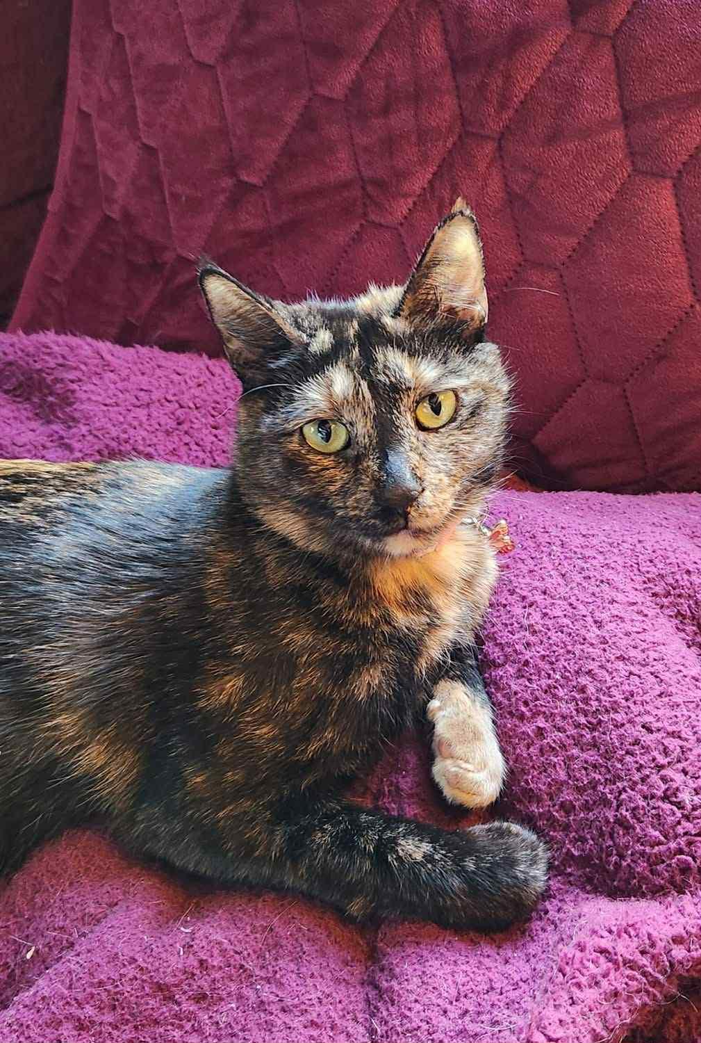 Tess, adopted, Adult Female Domestic Short Hair.