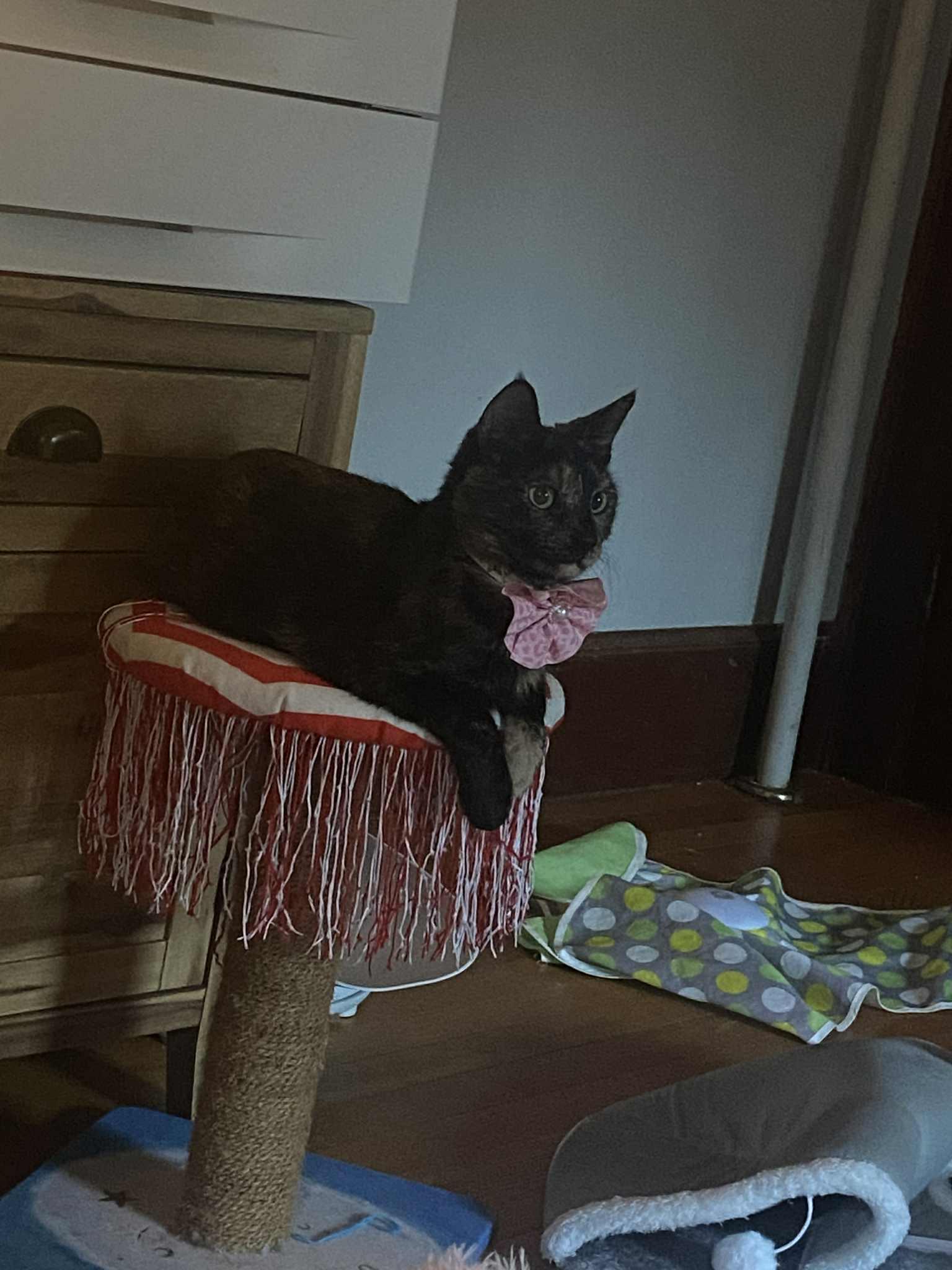 Tess, an adopted Domestic Short Hair in Belchertown, MA image 2/3