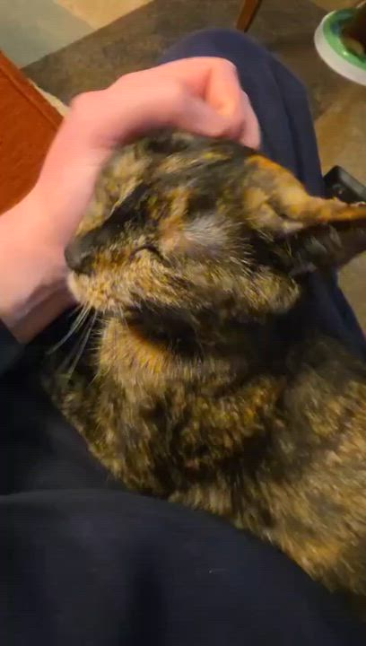 Enlarge Tess, an adopted Domestic Short Hair in Belchertown, MA video 3/3