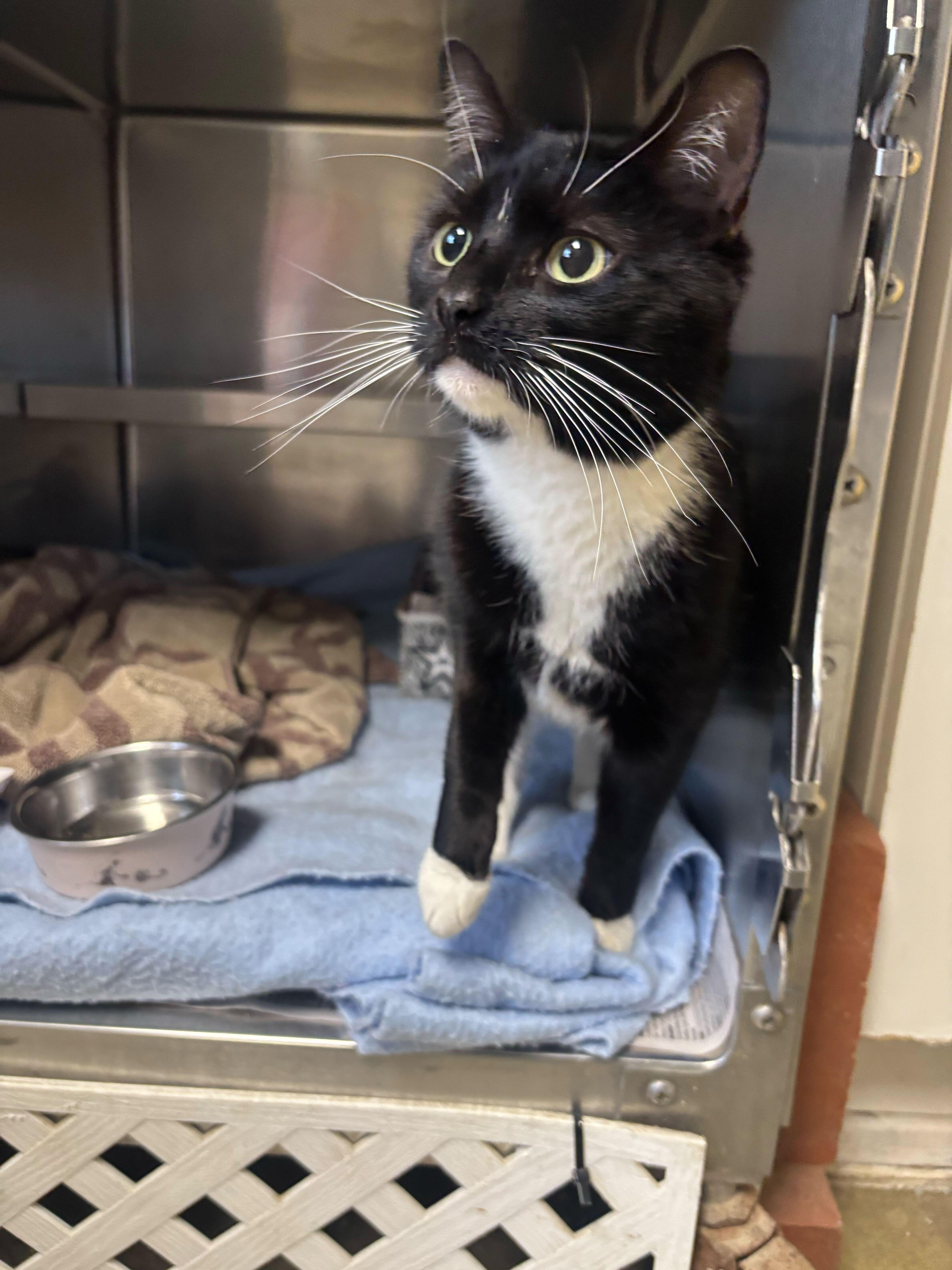 Opera, ADOPTABLE, Adult Female Domestic Short Hair.