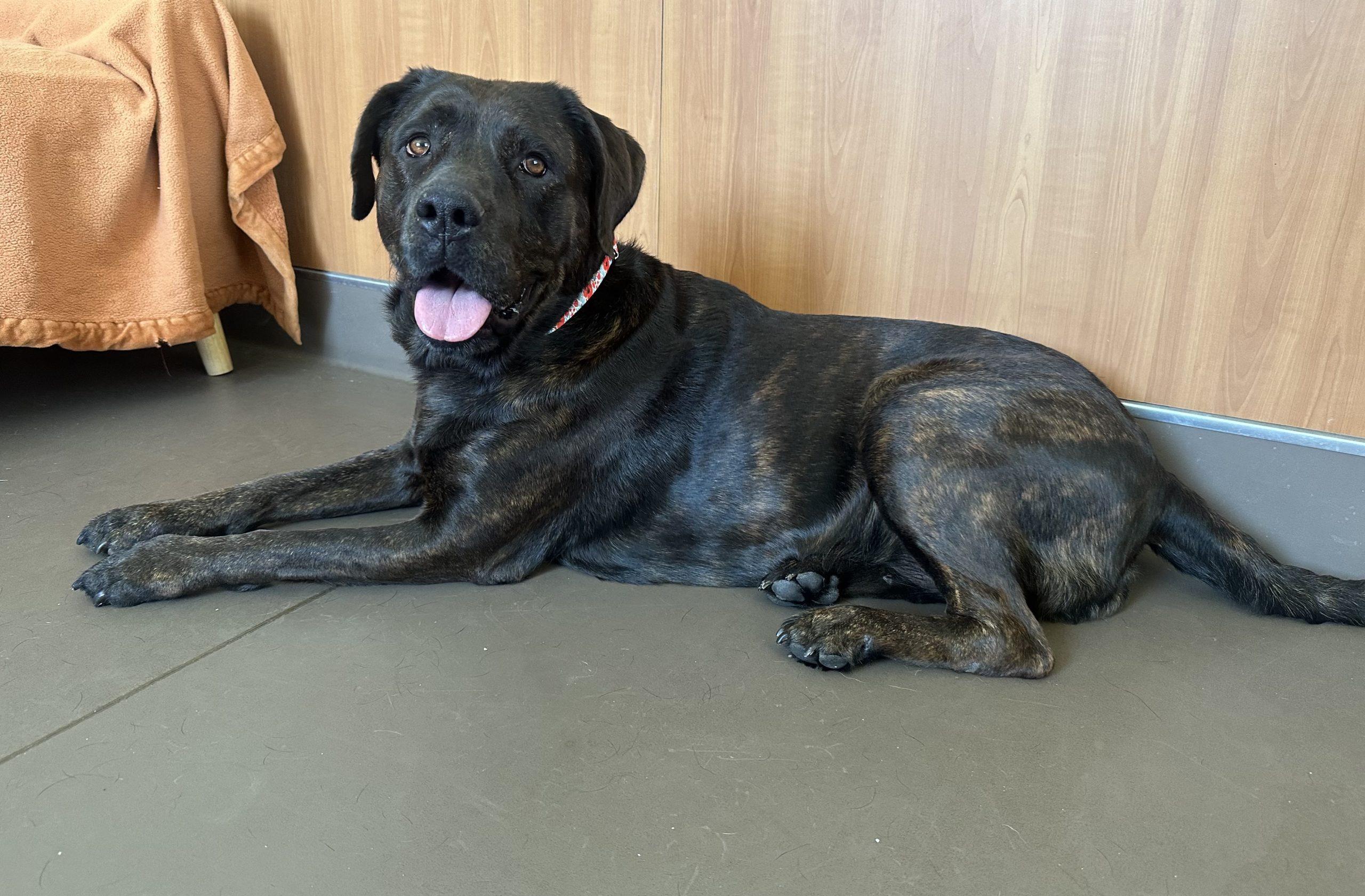 Grace, Adoptable, Adult Female Rottweiler & Golden Retriever.