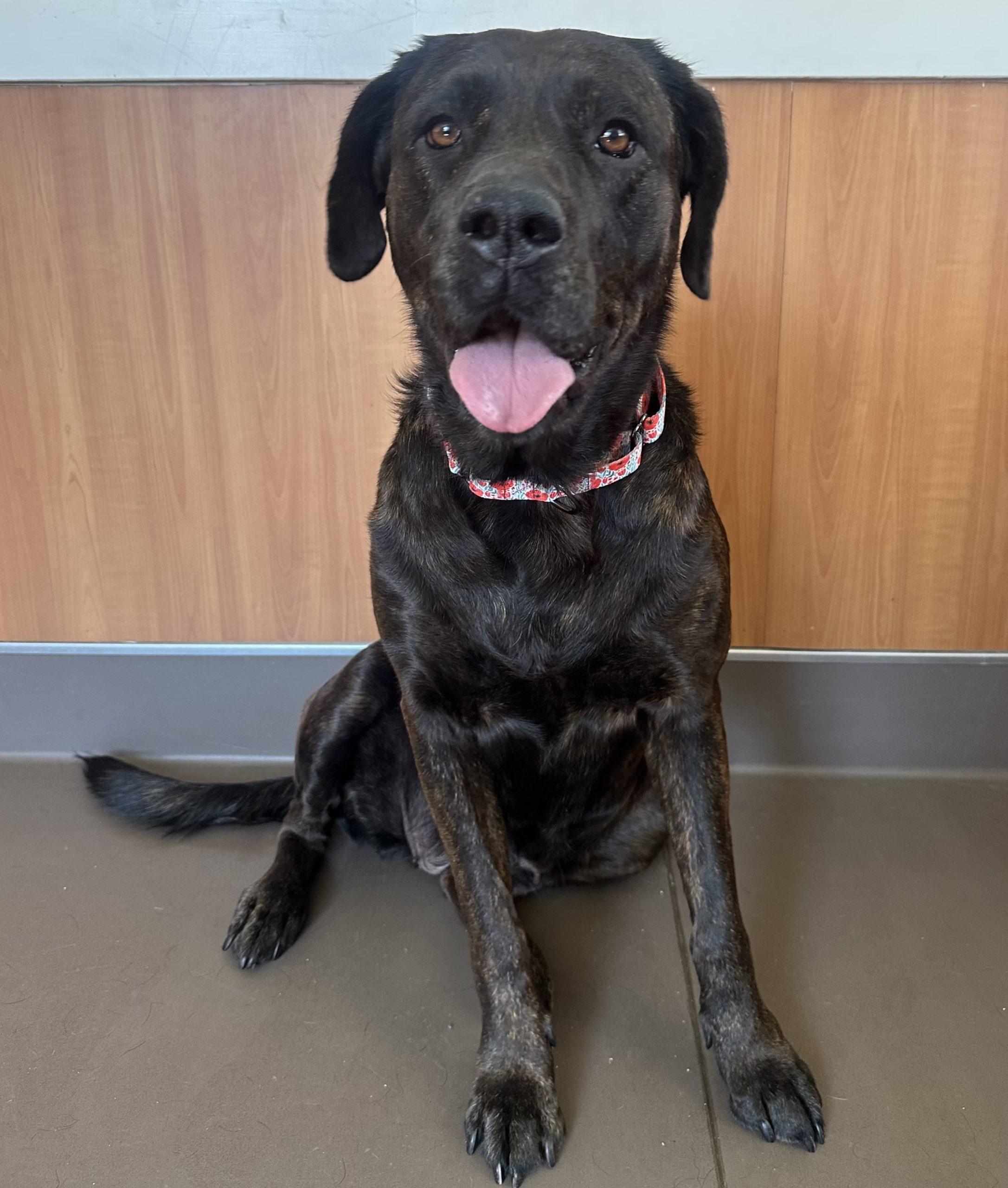 Enlarge Grace, a Adoptable mixed breed in Angels Camp, CA image 2/3