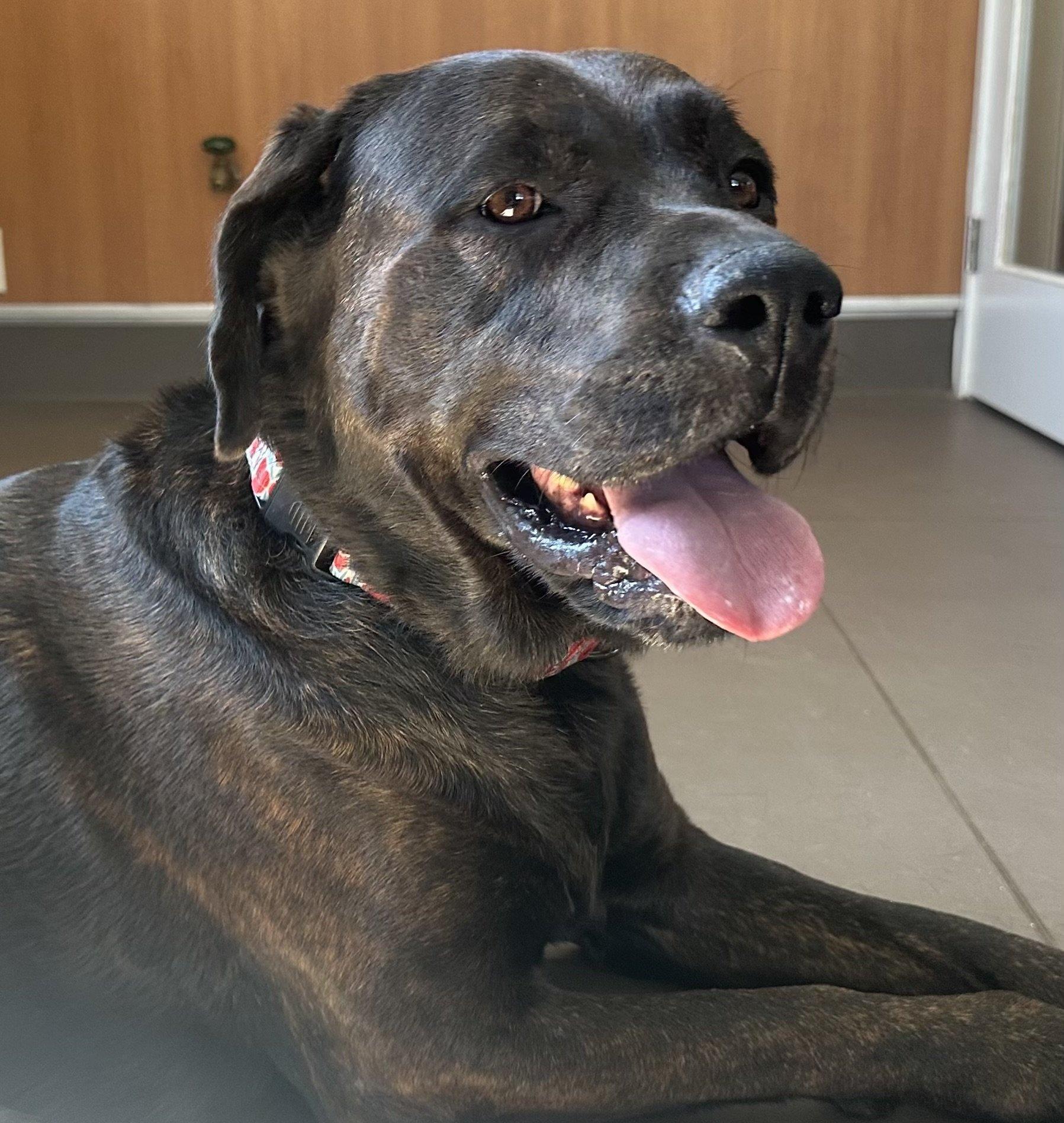 Enlarge Grace, a Adoptable mixed breed in Angels Camp, CA image 3/3