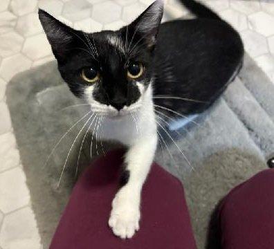 Chatty, Adoptable, Adult Male Domestic Short Hair.