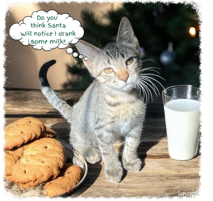 Ziggy — A Tiny, Lovable Tabby with a Sleigh-Full of Spirit