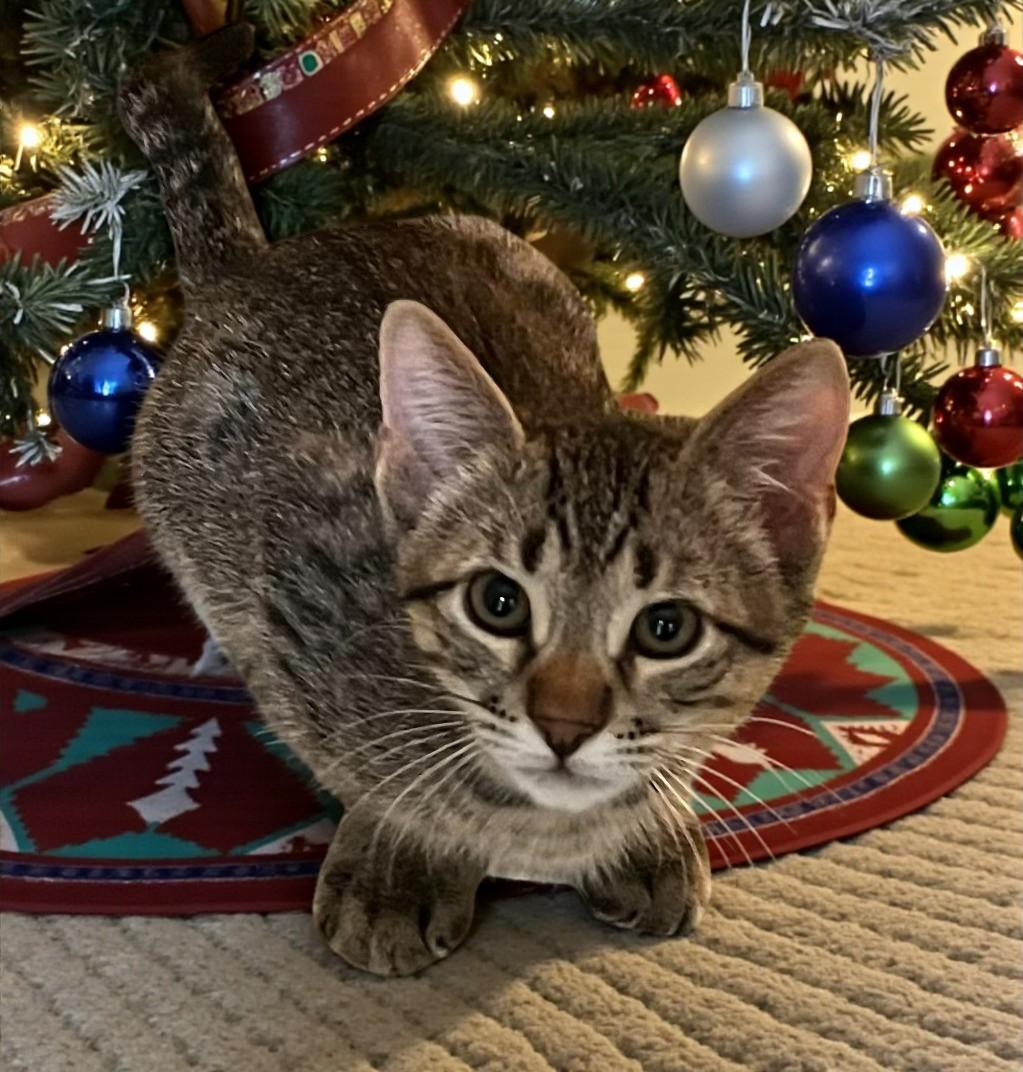 Ziggy — A Tiny, Lovable Tabby with a Sleigh-Full of Spirit