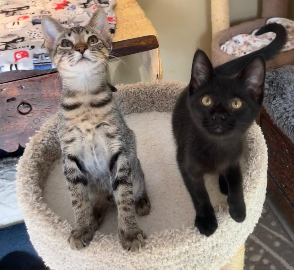 Ziggy — A Tiny, Lovable Tabby with a Sleigh-Full of Spirit