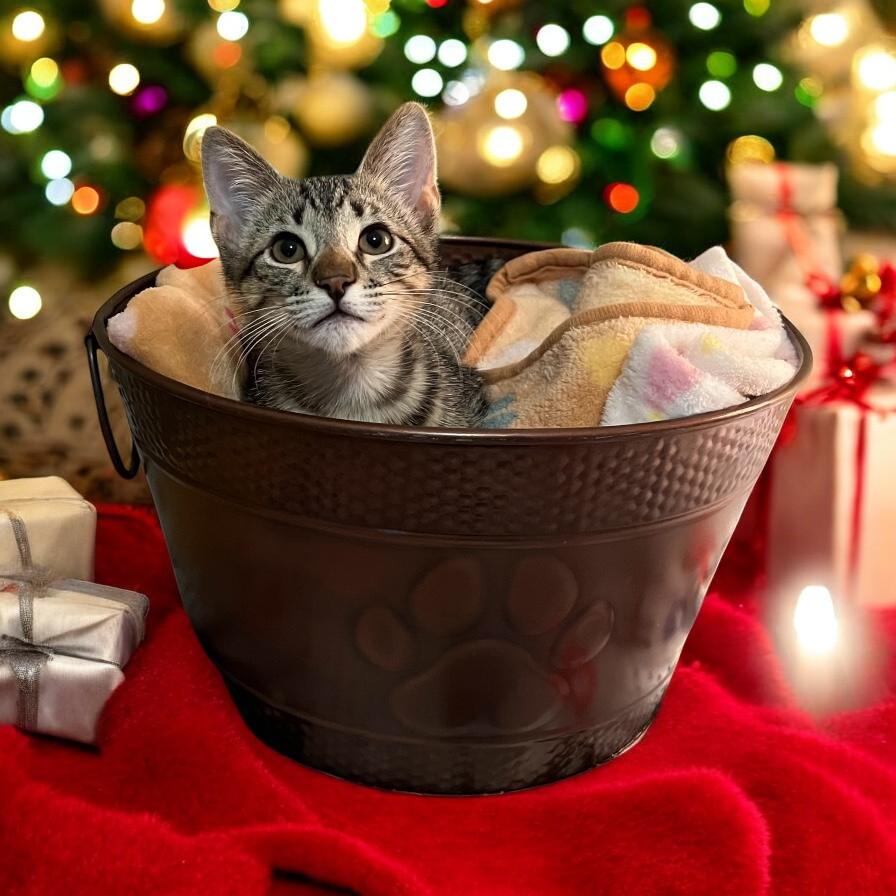 Ziggy — A Tiny, Lovable Tabby with a Sleigh-Full of Spirit