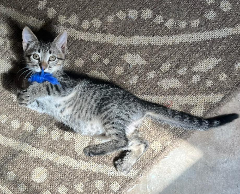 Ziggy — A Tiny, Lovable Tabby with a Sleigh-Full of Spirit