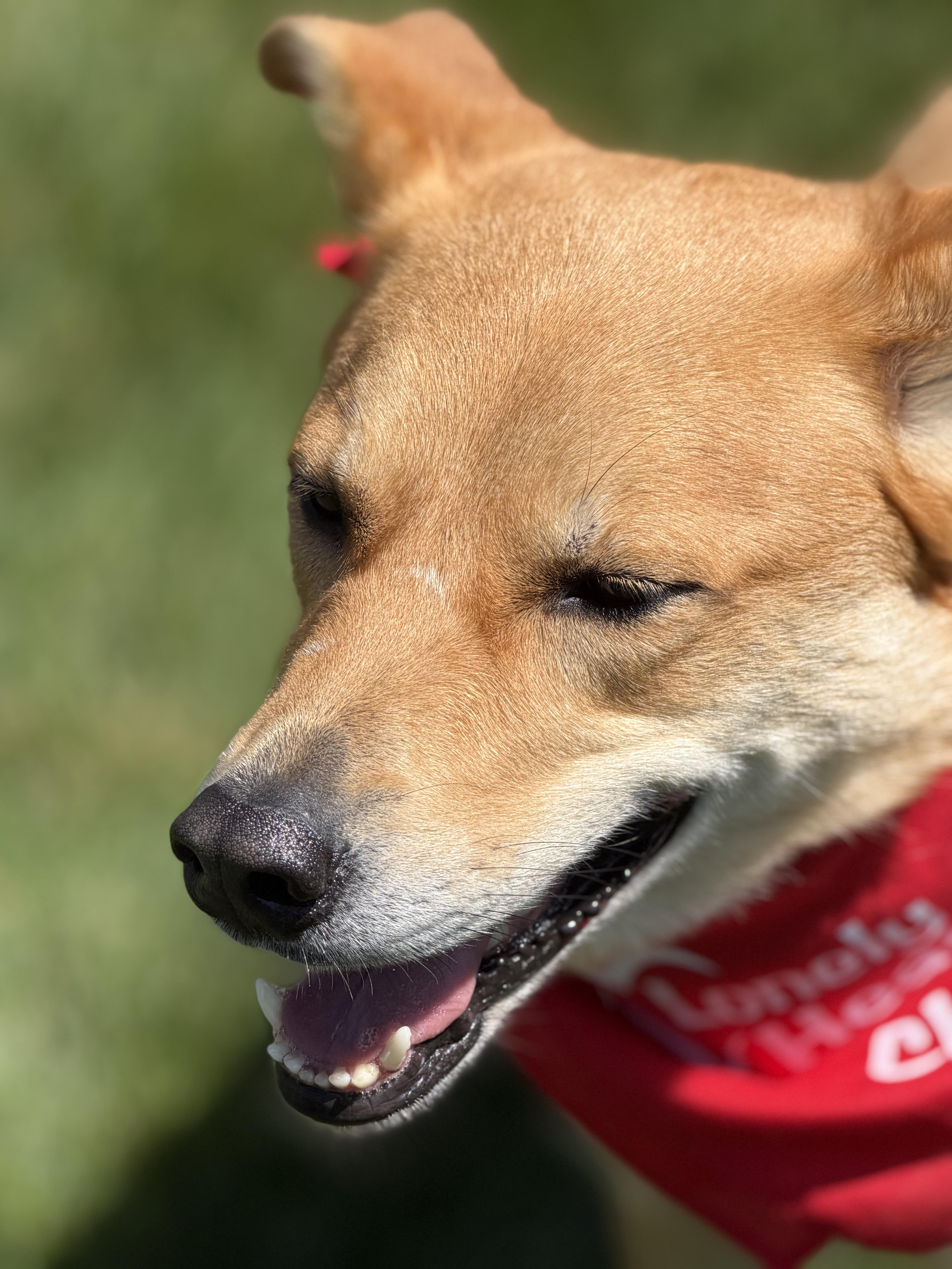 Phoebe , an adoptable mixed breed in Watertown, WI image 2/6