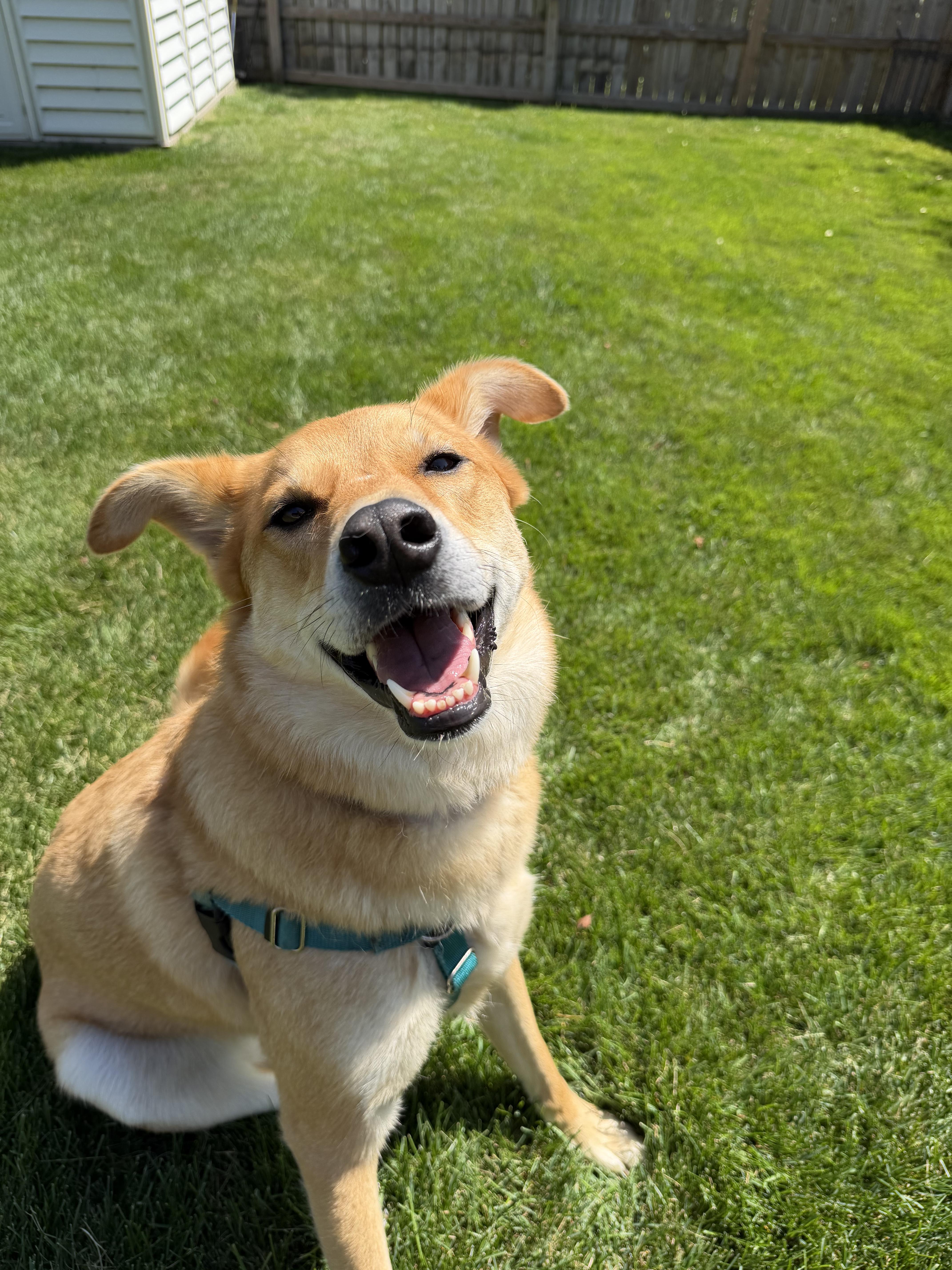 Phoebe , an adoptable mixed breed in Watertown, WI image 5/6