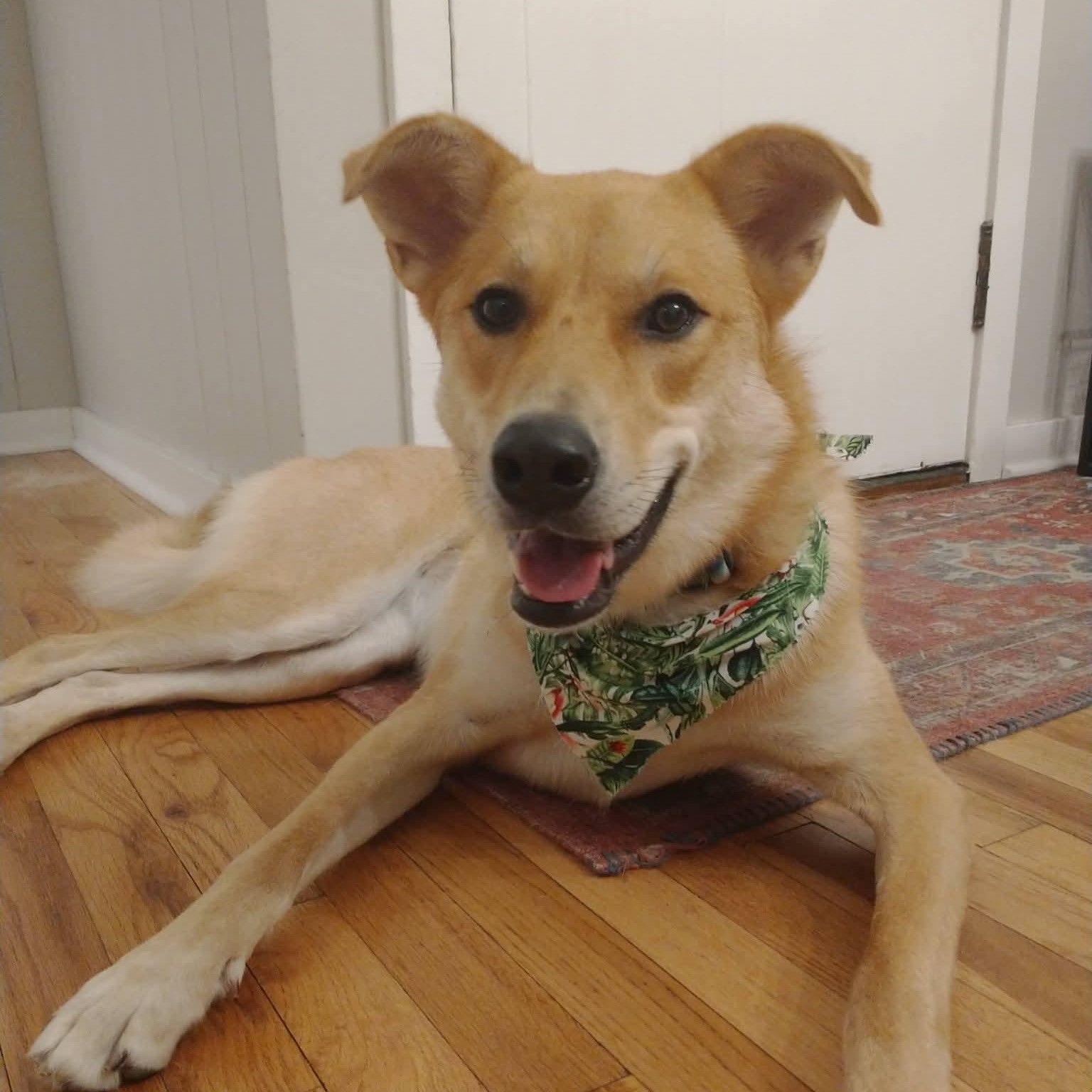 Phoebe , adoptable, Adult Female Shepherd.