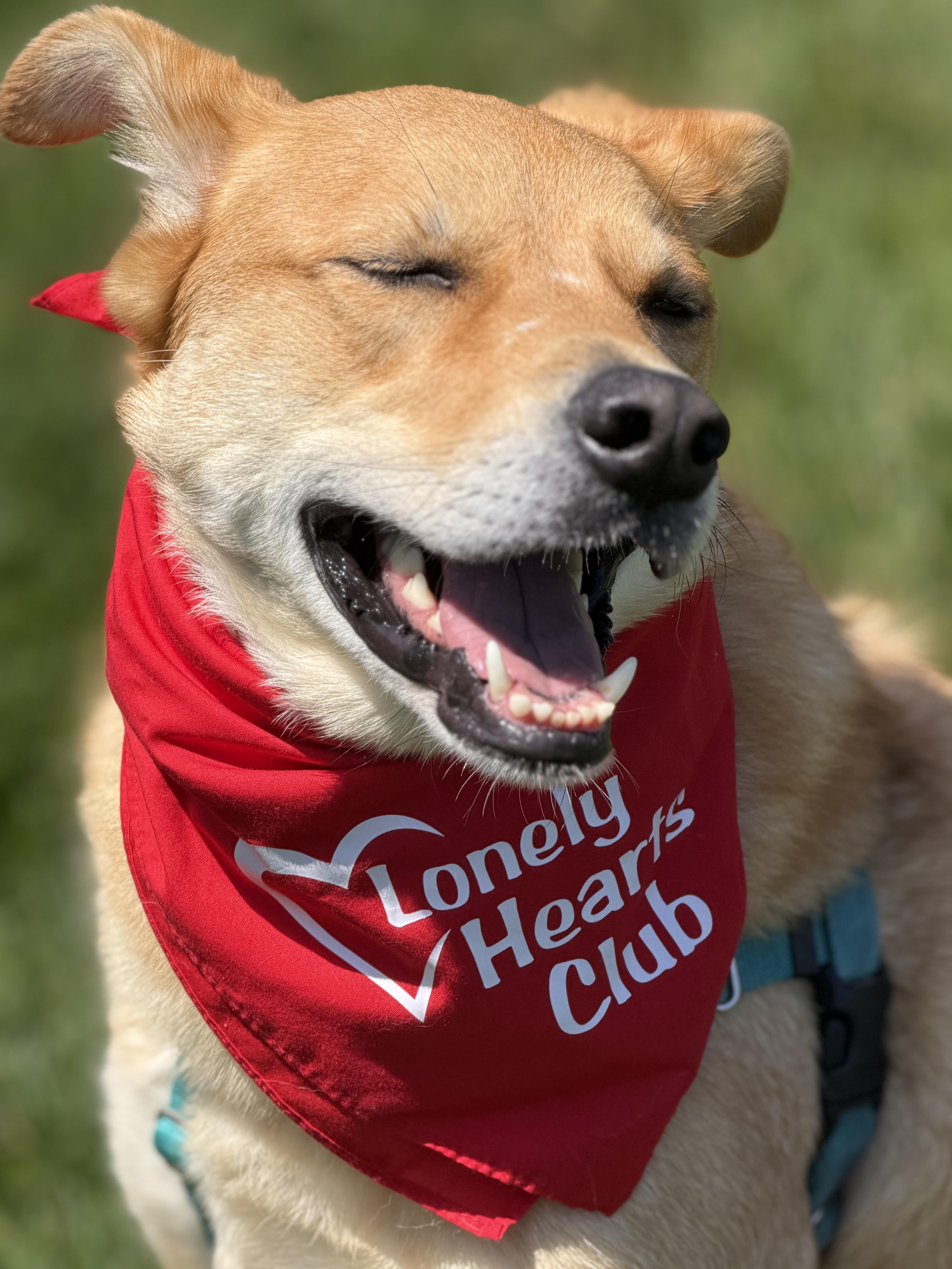 Phoebe , an adoptable mixed breed in Watertown, WI image 3/6