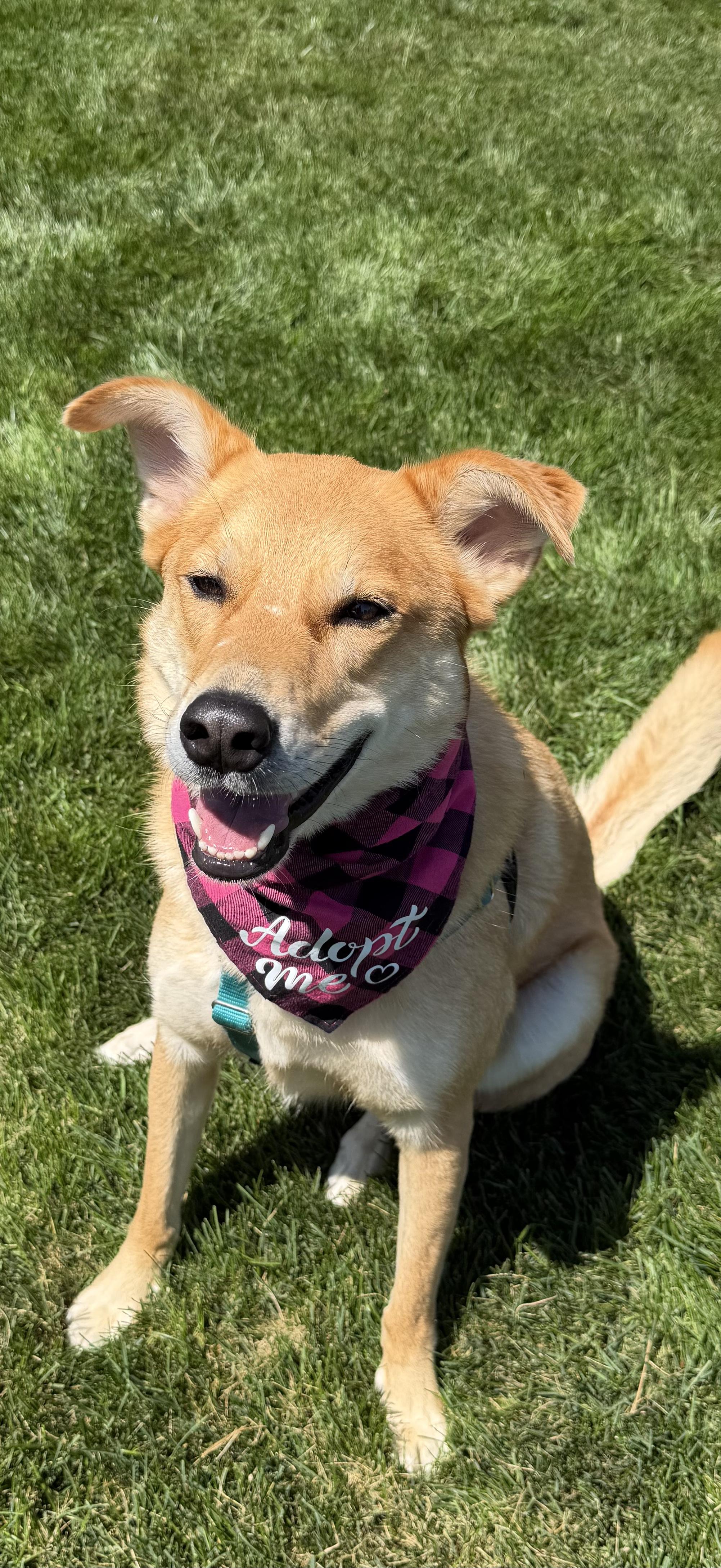 Phoebe , an adoptable mixed breed in Watertown, WI image 6/6