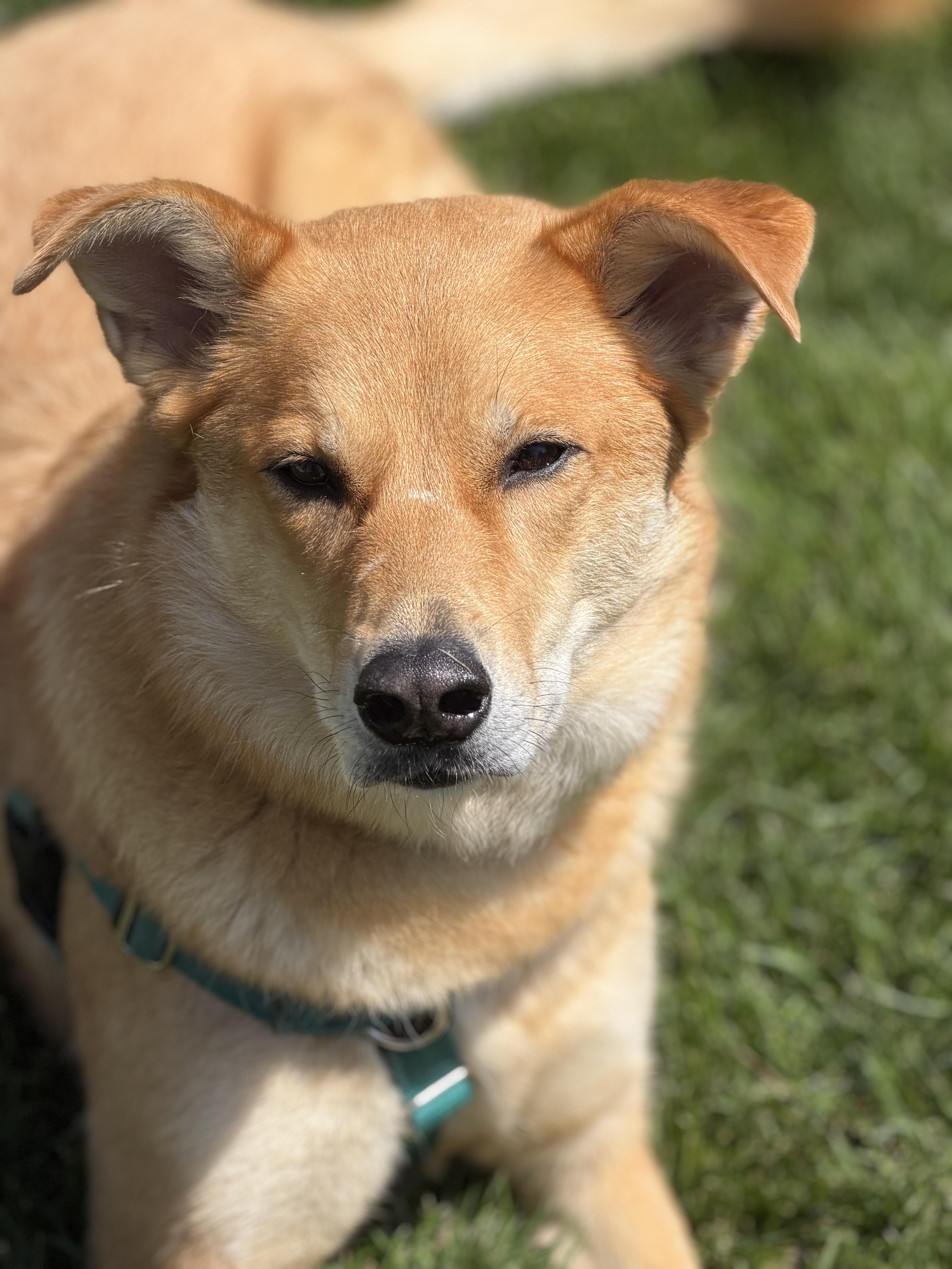 Phoebe , an adoptable mixed breed in Watertown, WI image 4/6