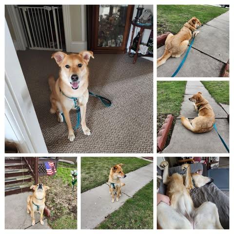 Enlarge Phoebe , an adoptable mixed breed in Watertown, WI image 6/6