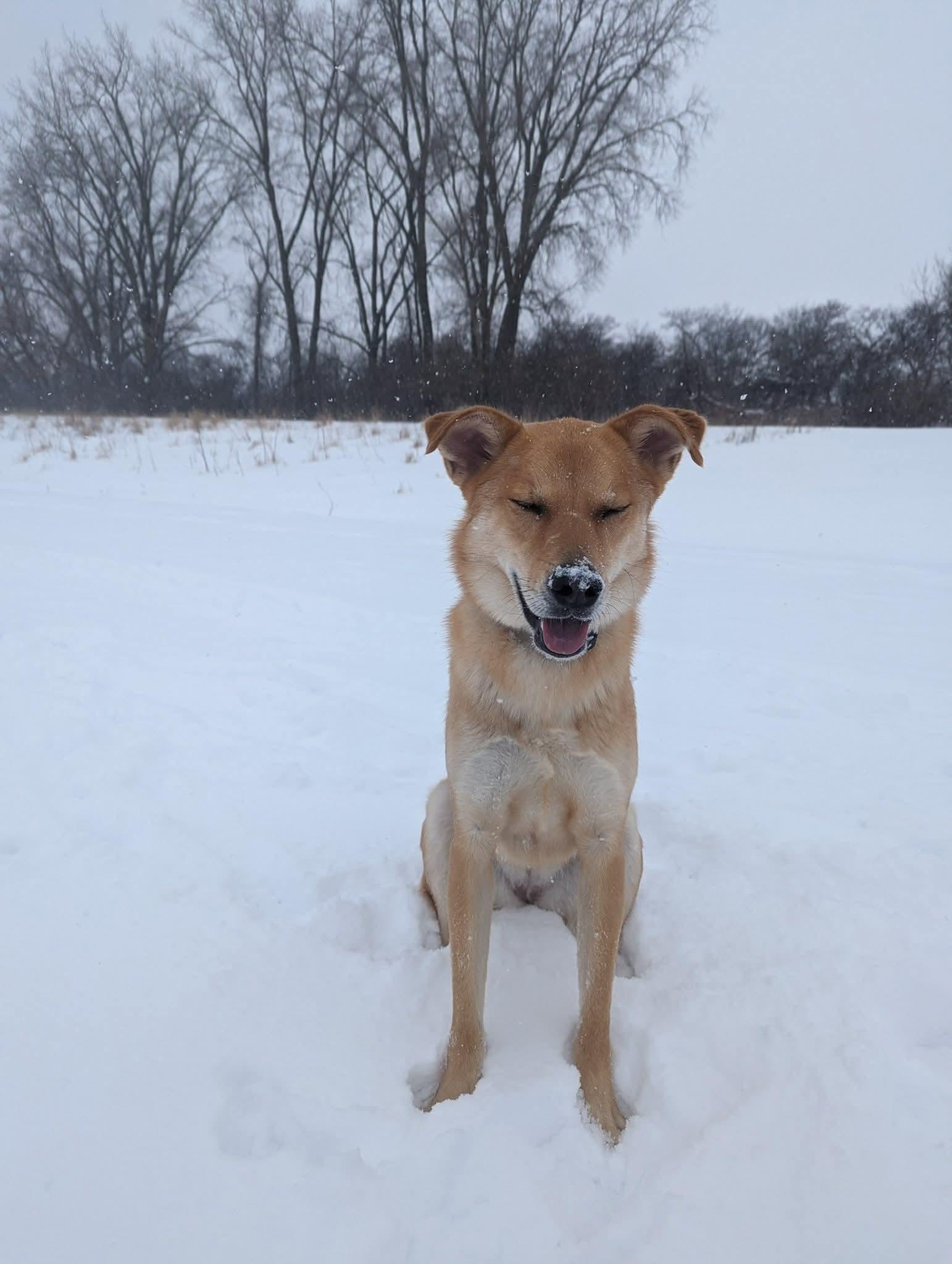 Enlarge Phoebe , an adoptable mixed breed in Watertown, WI image 5/6