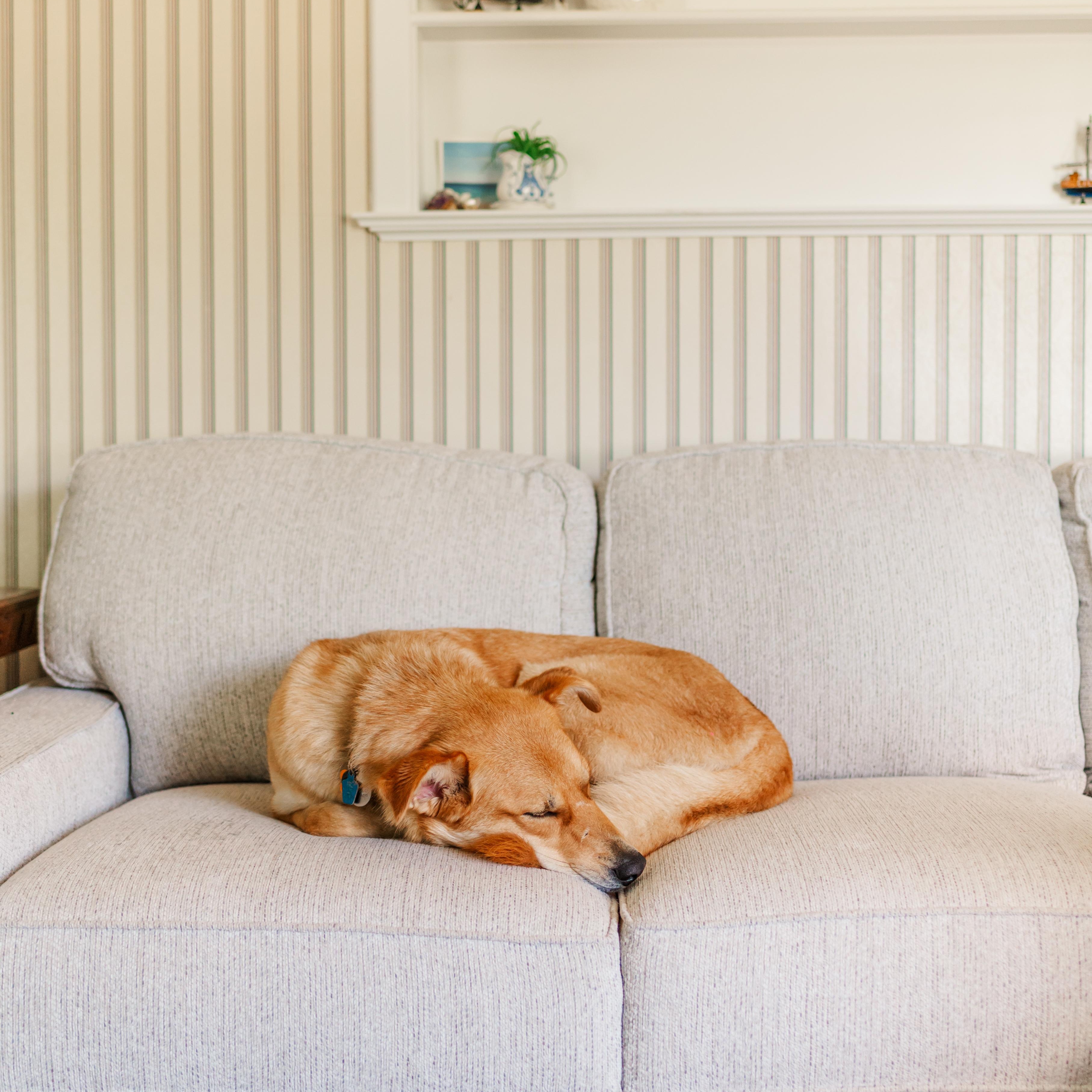 Enlarge Phoebe , an adoptable mixed breed in Watertown, WI image 3/6