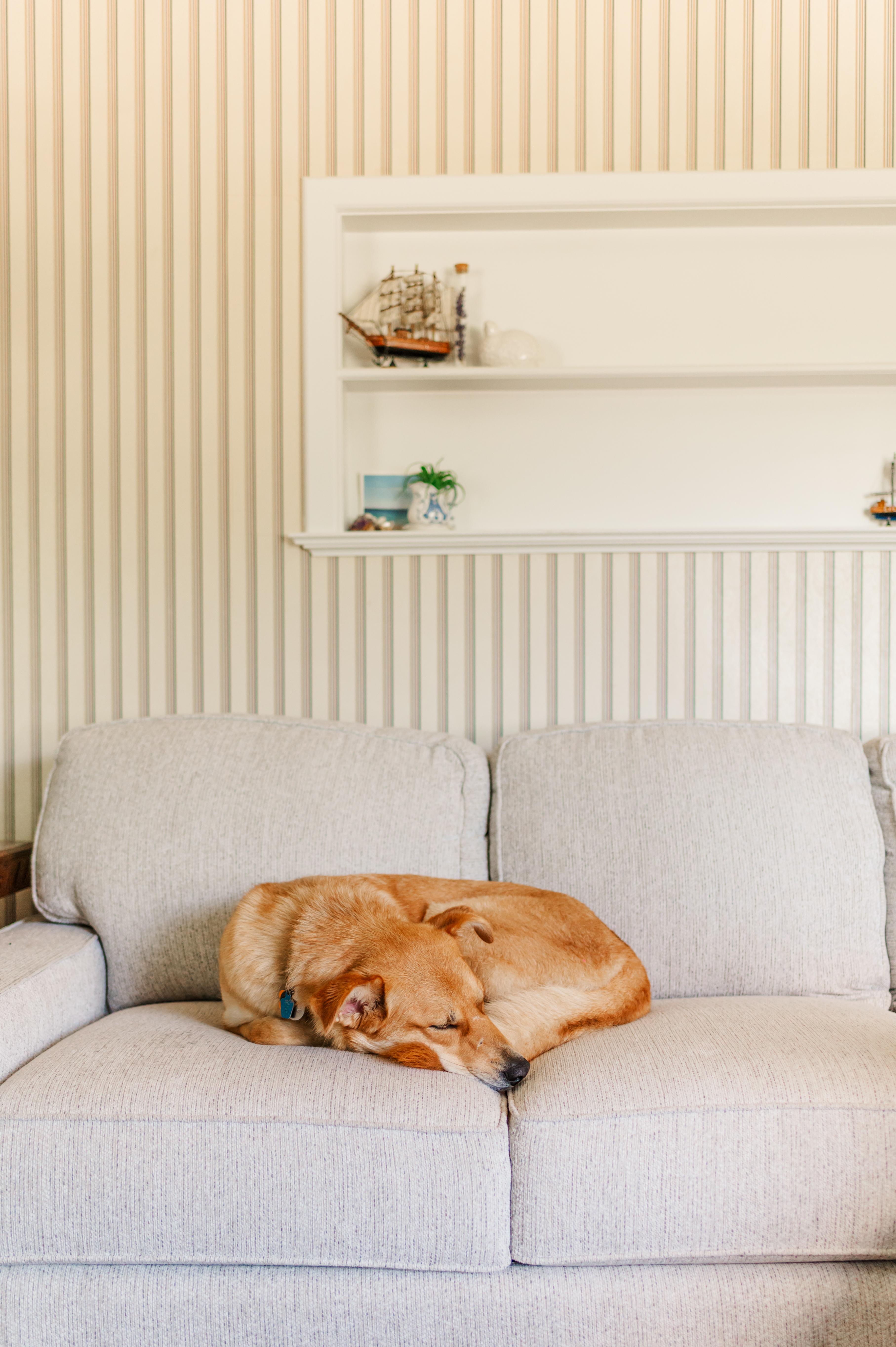 Enlarge Phoebe (was Peyton), an adoptable mixed breed in Watertown, WI image 2/3