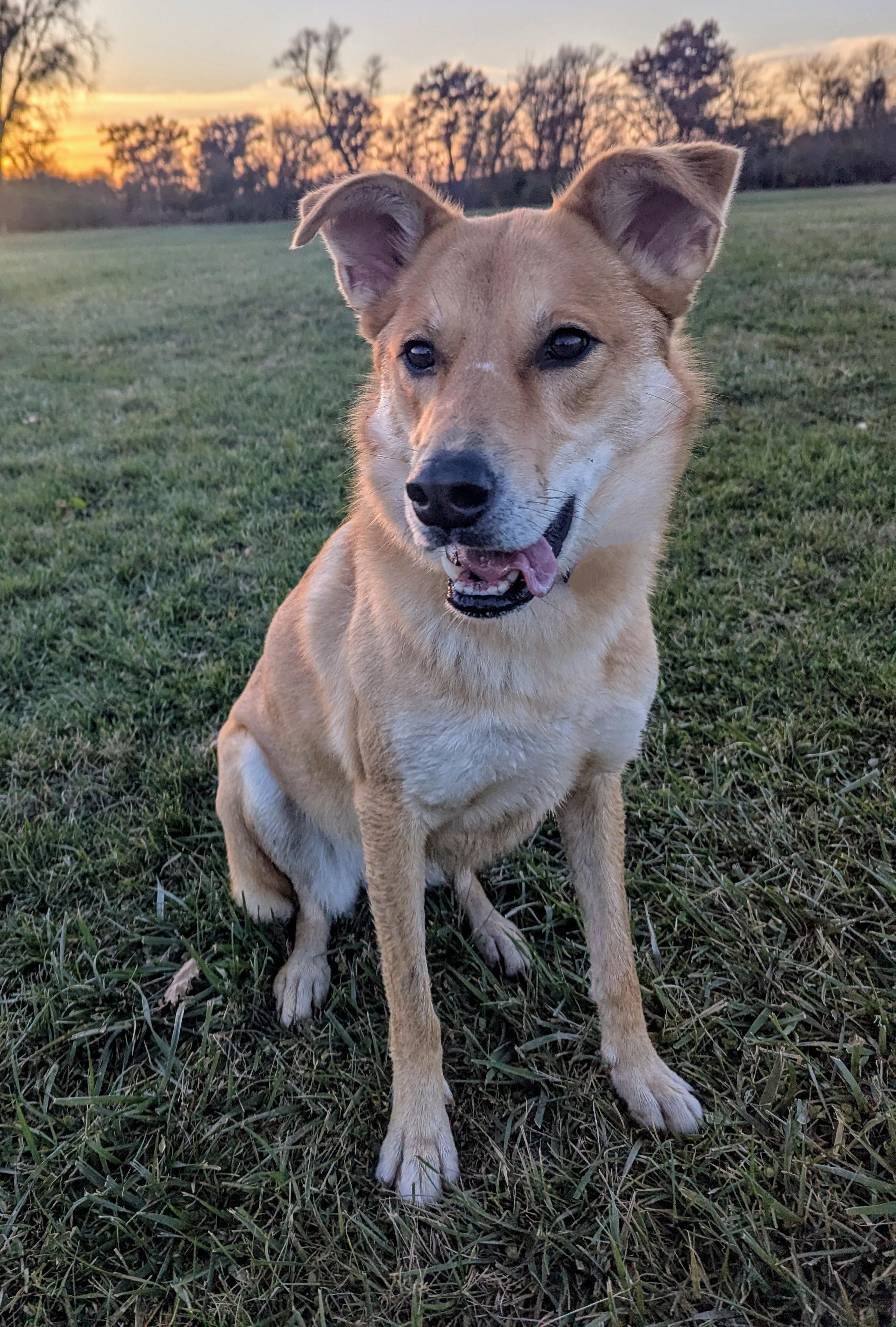 Enlarge Phoebe (was Peyton), an adoptable mixed breed in Watertown, WI image 1/3