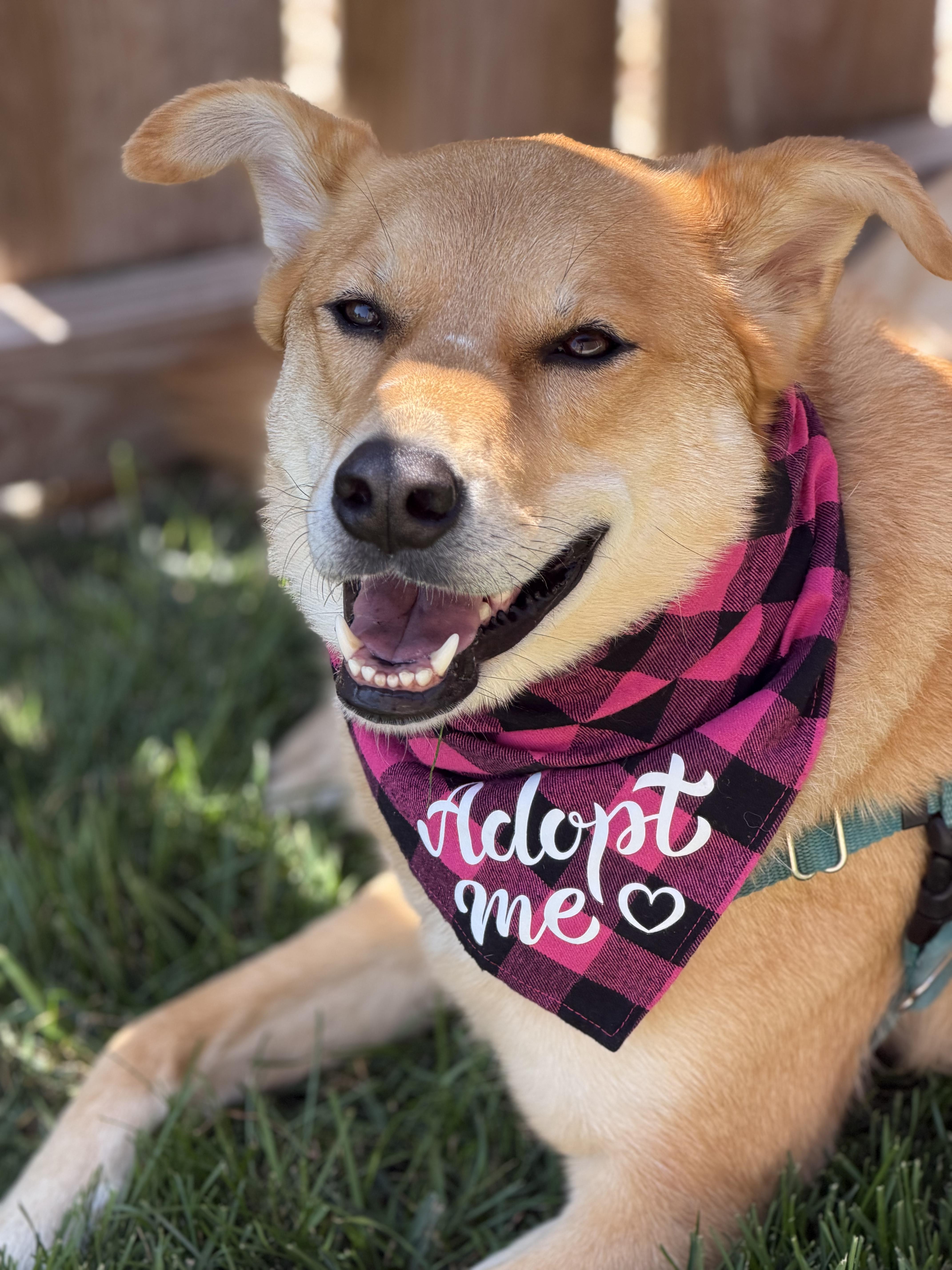 Phoebe , adoptable, Adult Female Shepherd.