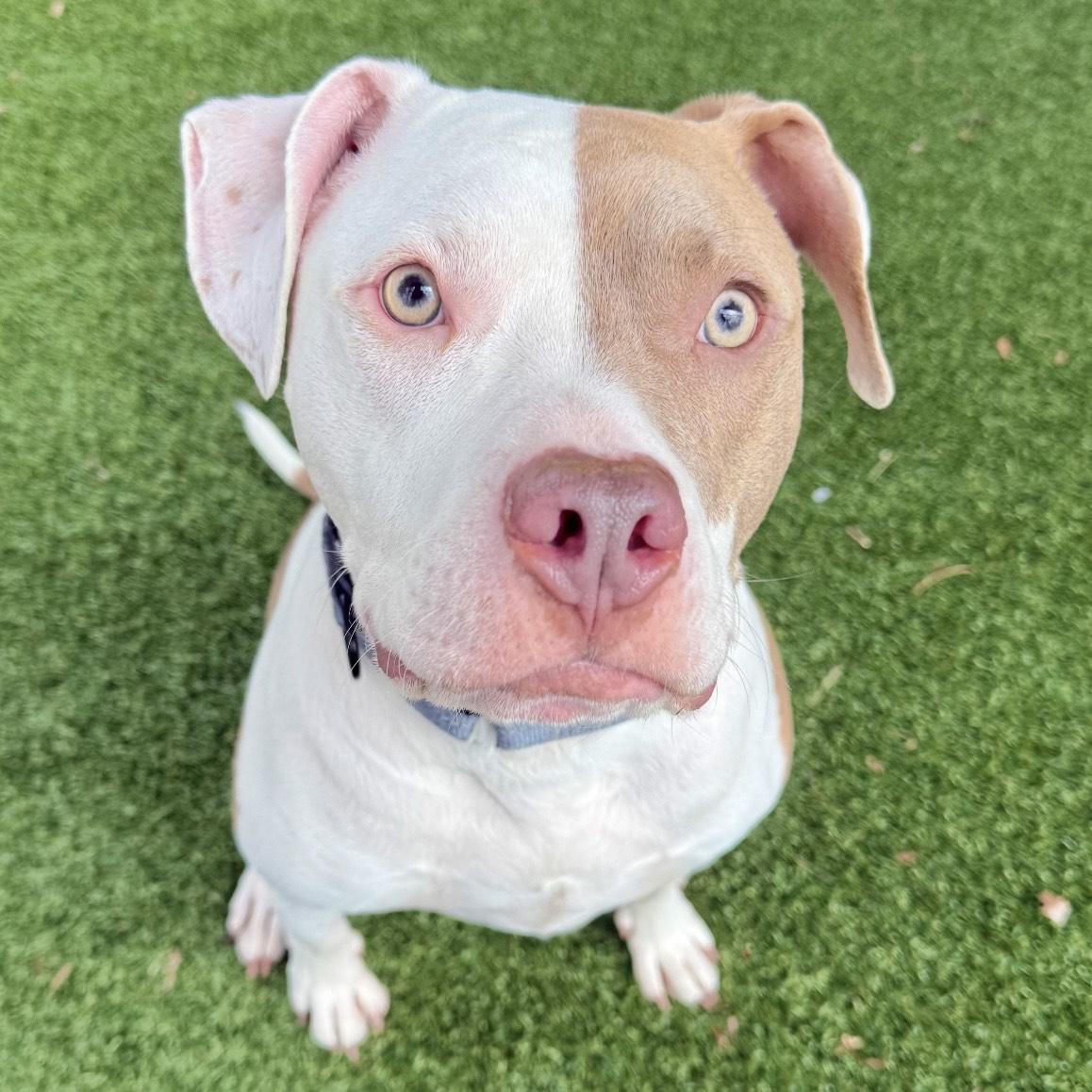 Enlarge Tyler, a ADOPTABLE mixed breed in Eatontown, NJ image 5/6