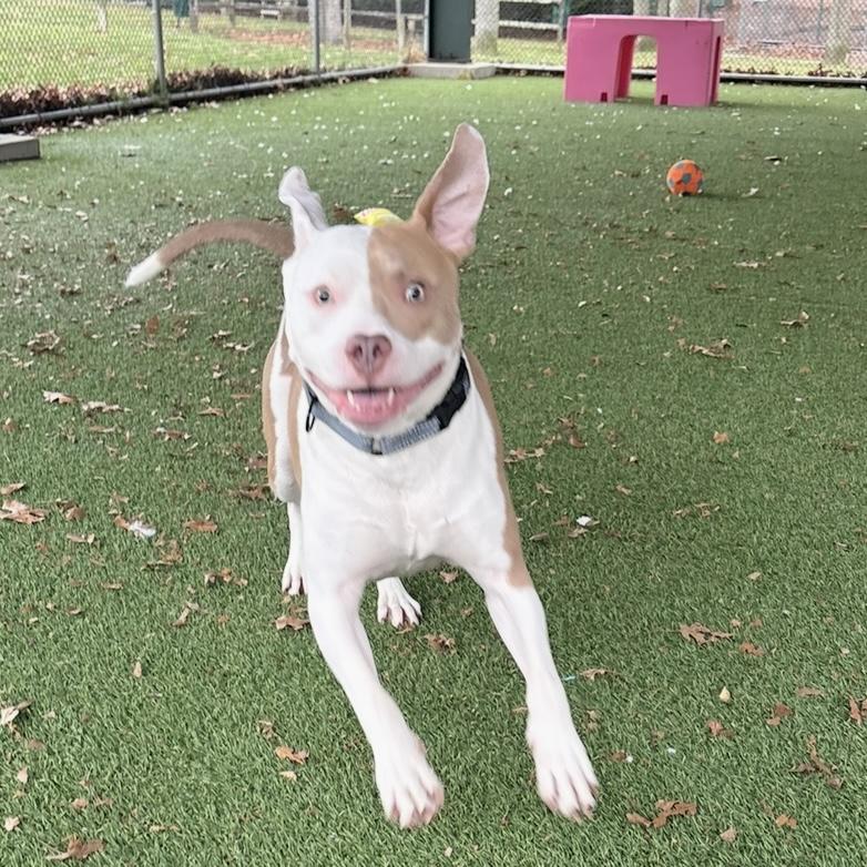 Enlarge Tyler, a ADOPTABLE mixed breed in Eatontown, NJ image 6/6