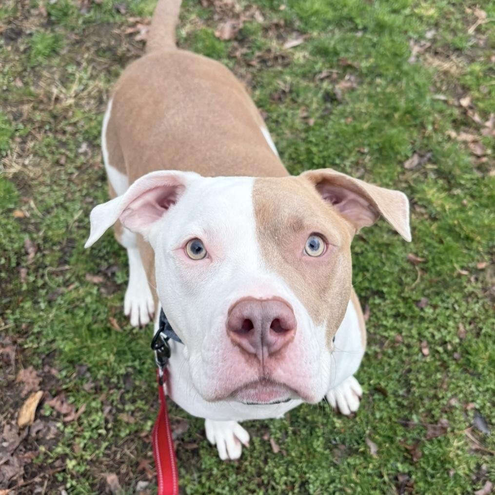 Enlarge Tyler, a ADOPTABLE mixed breed in Eatontown, NJ image 3/6