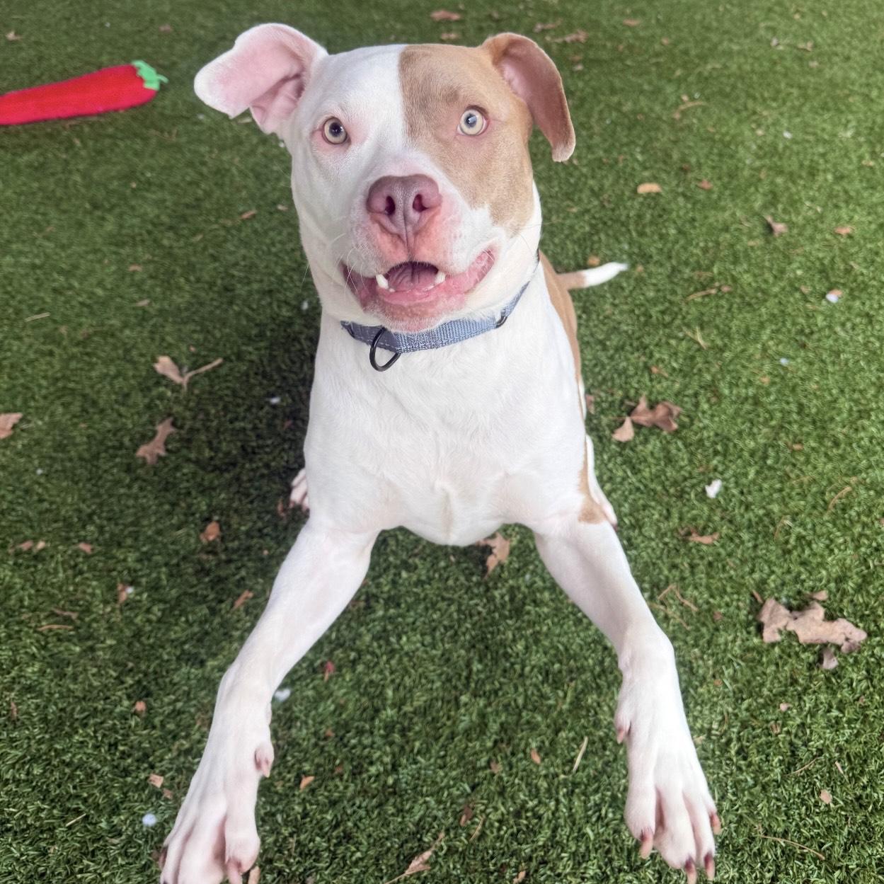 Enlarge Tyler, a ADOPTABLE mixed breed in Eatontown, NJ image 1/6