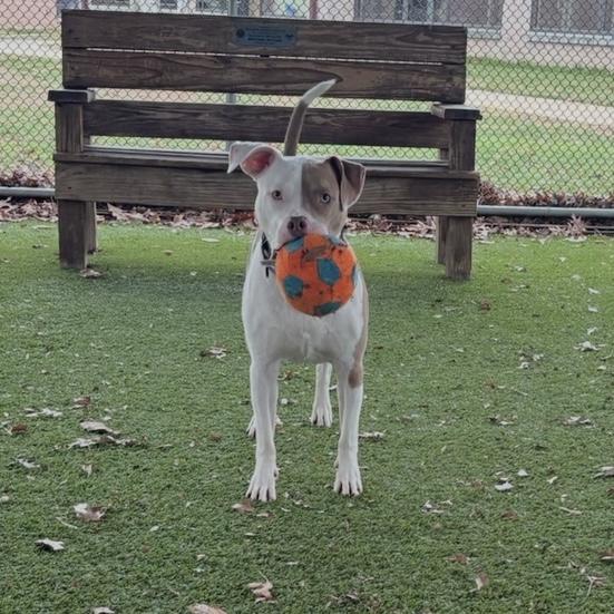 Enlarge Tyler, a ADOPTABLE mixed breed in Eatontown, NJ image 2/6