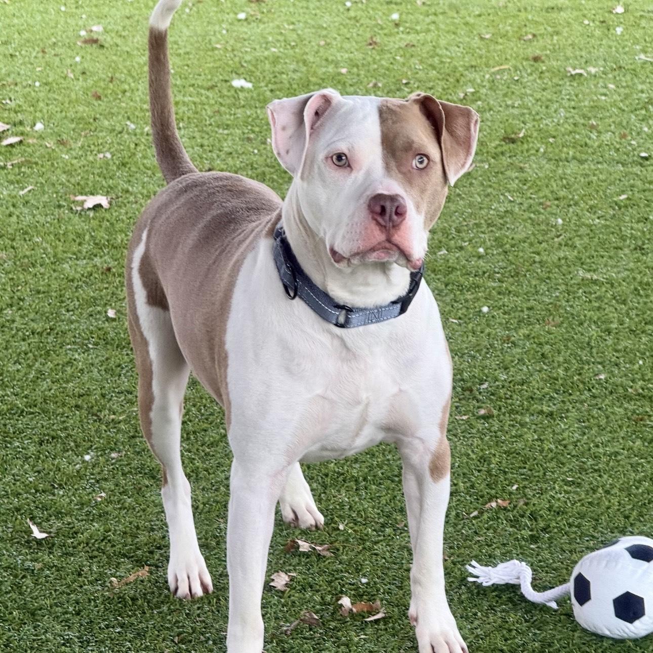 Enlarge Tyler, a ADOPTABLE mixed breed in Eatontown, NJ image 4/6