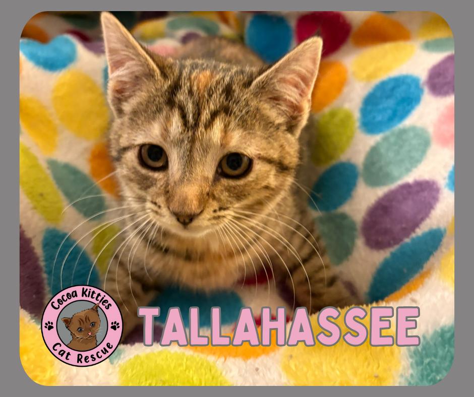 Enlarge Tallahassee, a Adopted mixed breed in Hershey, PA image 1/1