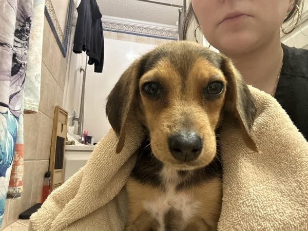 Karma, Adoptable, Young Female Beagle.