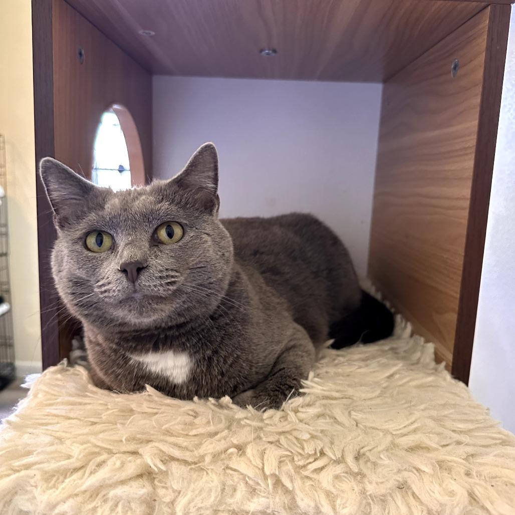 Diana, Adoptable, Adult Female Domestic Short Hair.