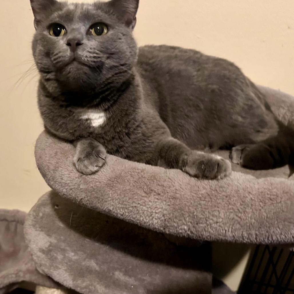 Enlarge Diana, a Adoptable mixed breed in Goodlettsville, TN image 4/5