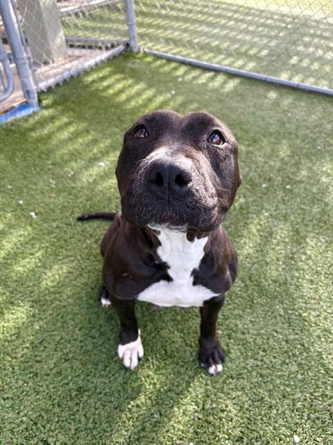 Enlarge HONEY, a Adoptable mixed breed in Killeen, TX image 1/1