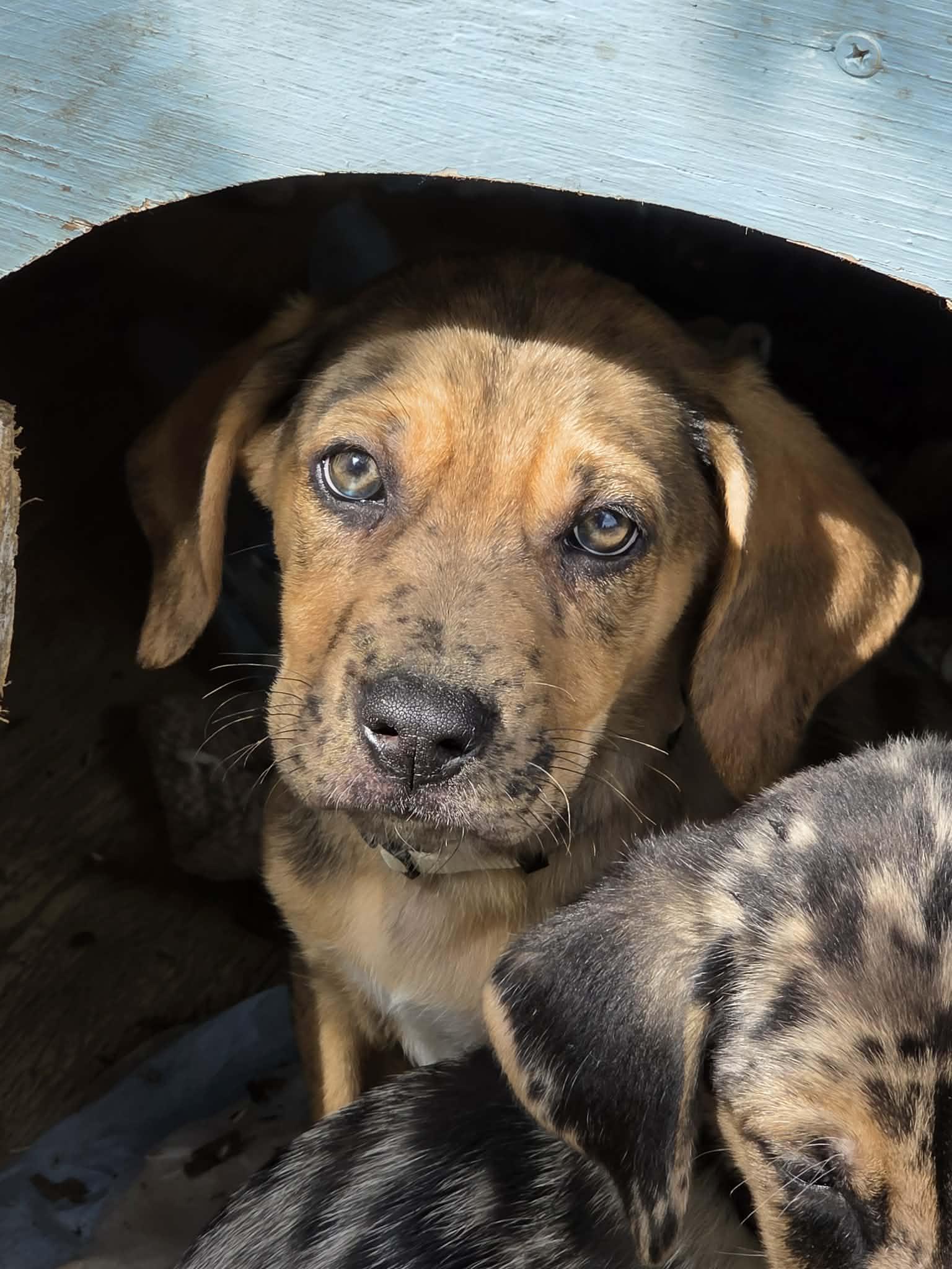 Huckleberry, adopted, Puppy Male Hound & Belgian Shepherd / Malinois.