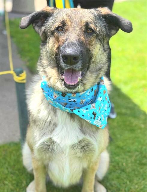 Enlarge CHARLIE, a Adoptable mixed breed in Sacramento, CA image 1/1
