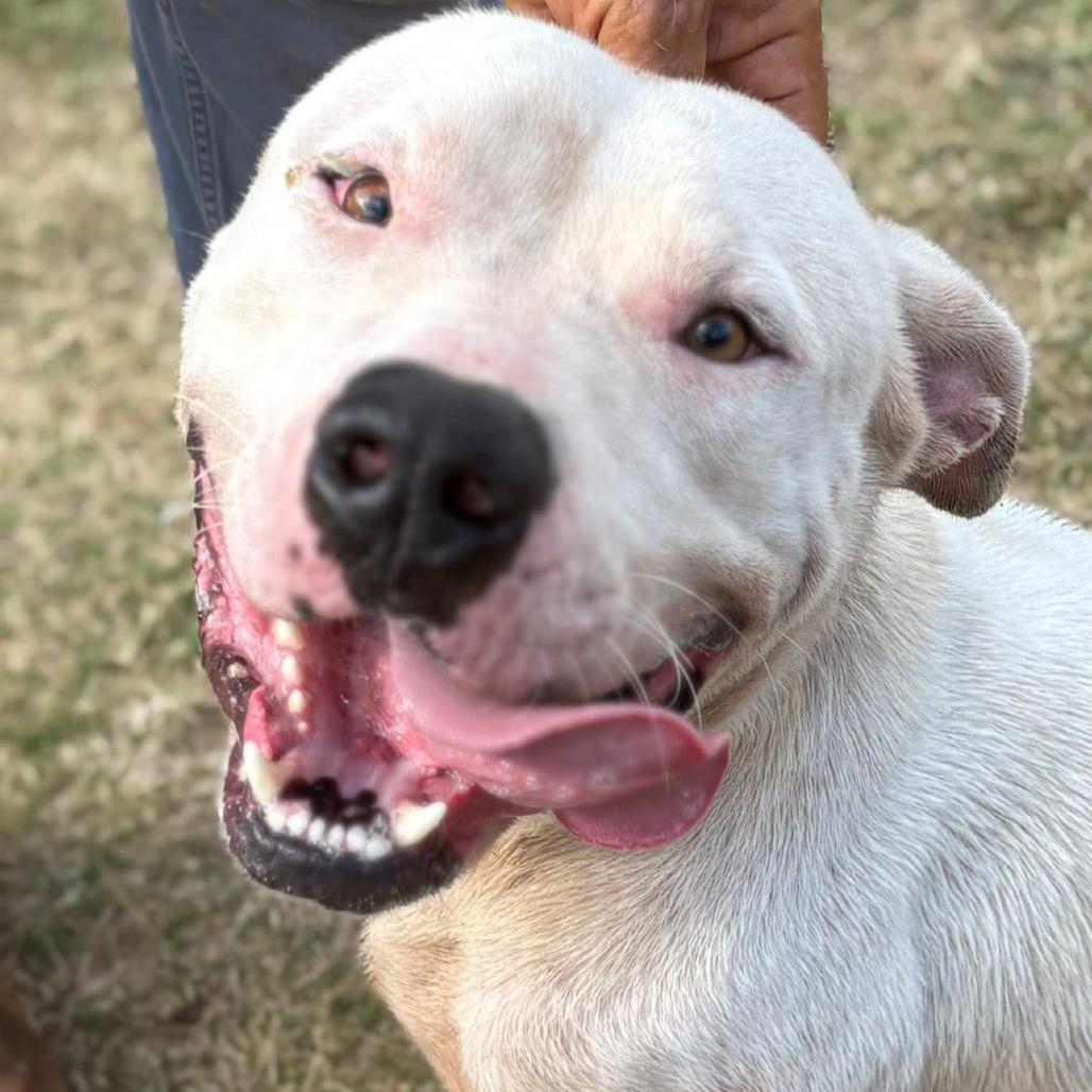 Franklin, Adoptable, Young Male Terrier.