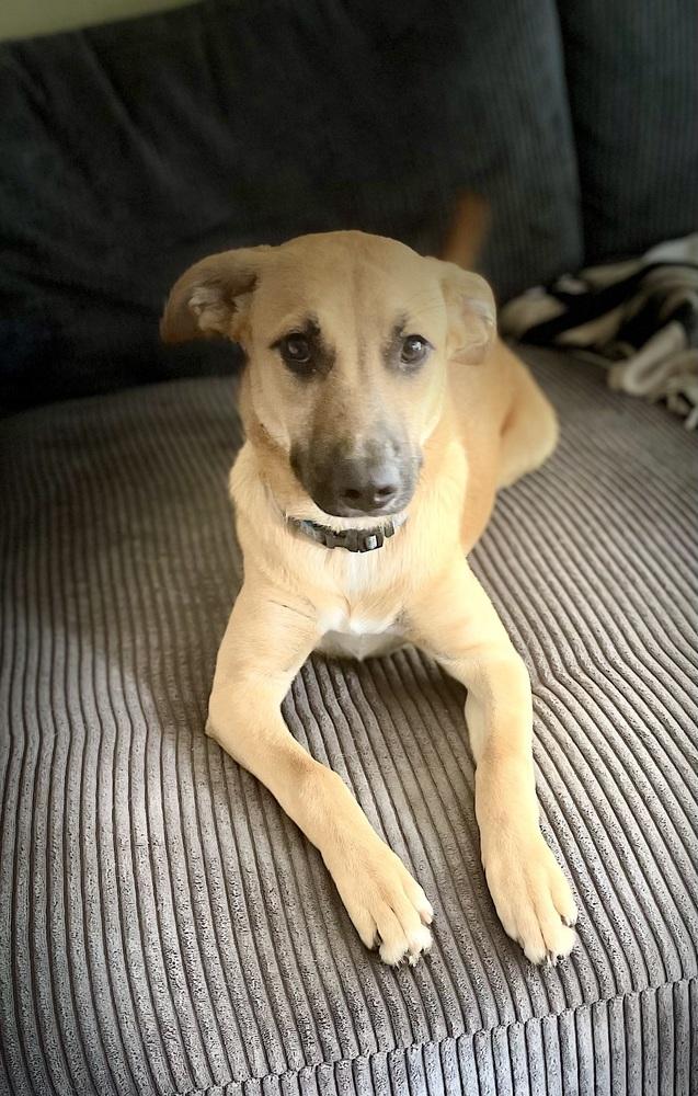 Lulu, Adoptable, Puppy Female Shepherd & Black Mouth Cur.